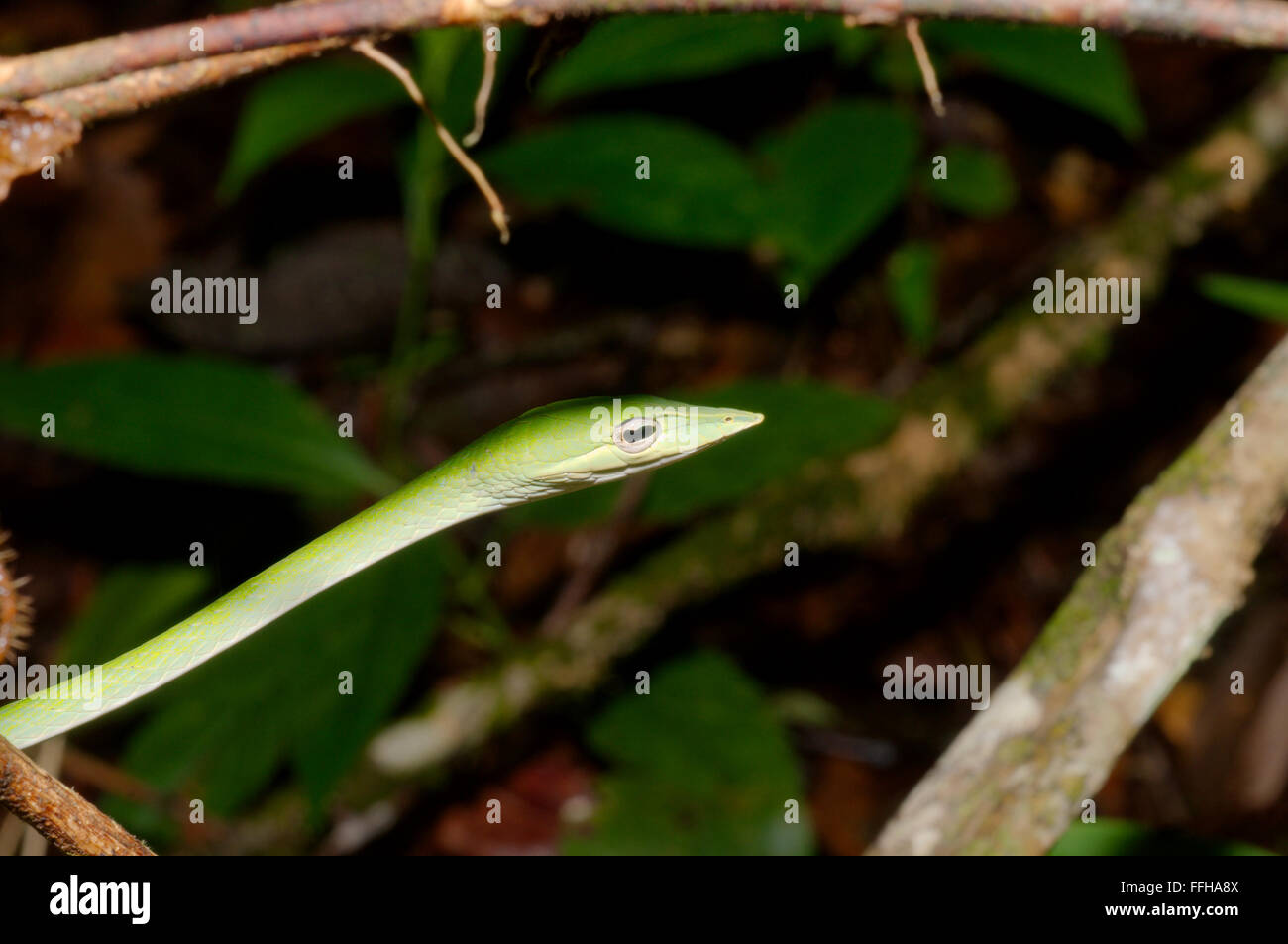 A becco lungo serpente ad albero, vitigno verde serpente a becco lungo serpente frusta o Asian vine snake (Ahaetulla nasuta) riserva forestale di Sinharaja, Foto Stock