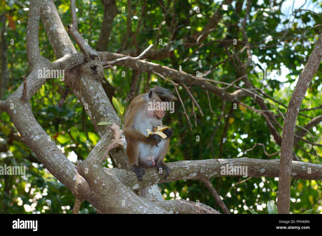 Toque macaque (Macaca sinica) seduto su un ramo e mangiare la banana, Hikkaduwa, Sri Lanka, Sud Asia Foto Stock
