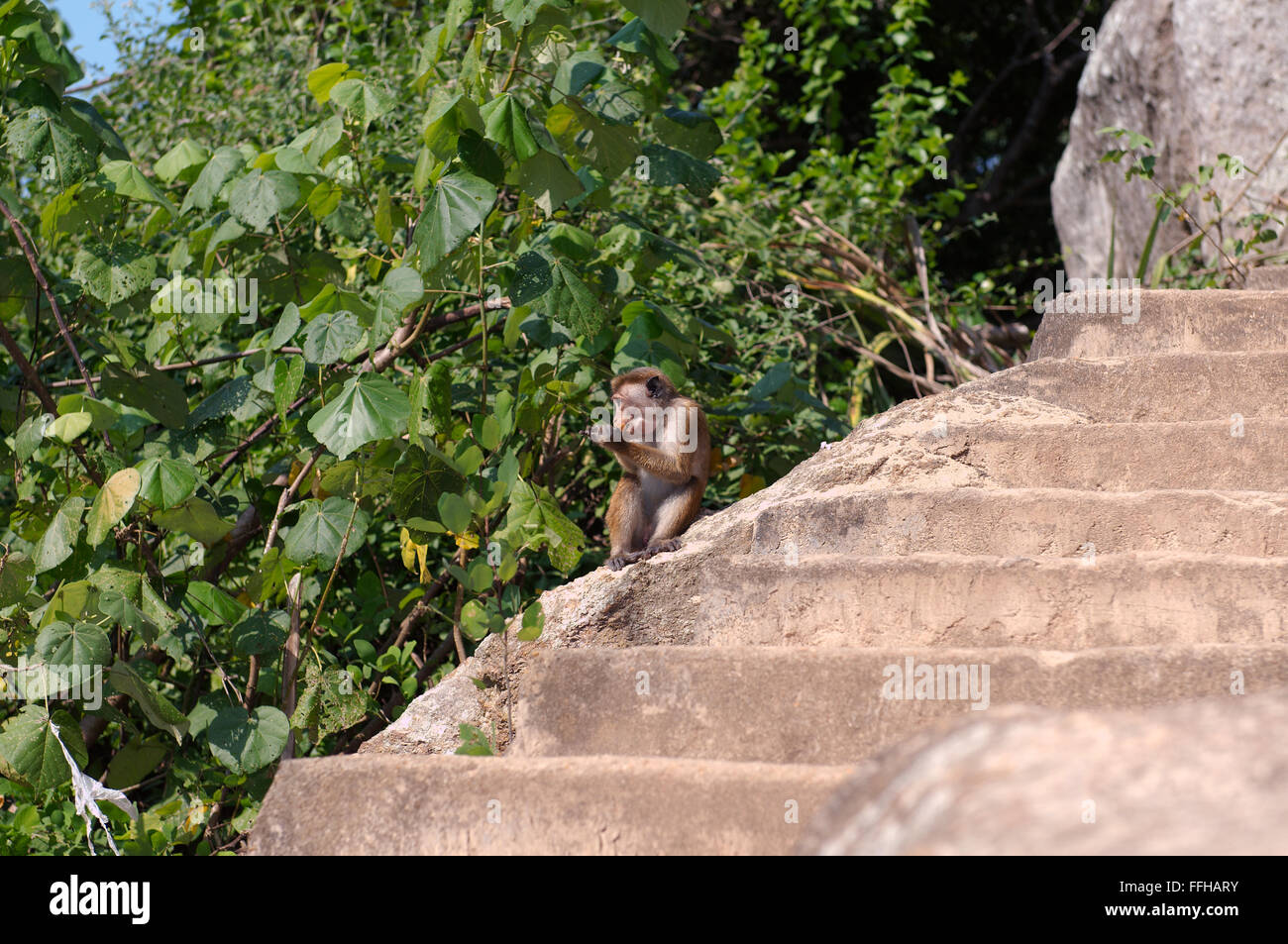 Toque macaque (Macaca sinica) seduti sui gradini e mangiare i cookie, Hikkaduwa, Sri Lanka, Sud Asia Foto Stock
