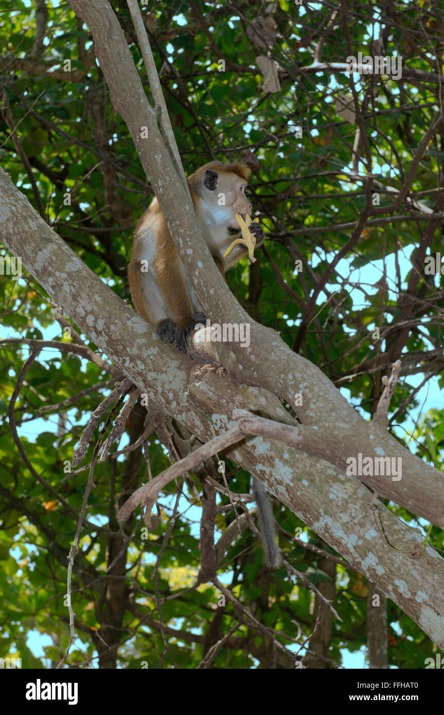 Toque macaque (Macaca sinica) seduto su un ramo di albero e una banana - endemica in Sri Lanka, Hikkaduwa, Sri Lanka, Sud Asia Foto Stock