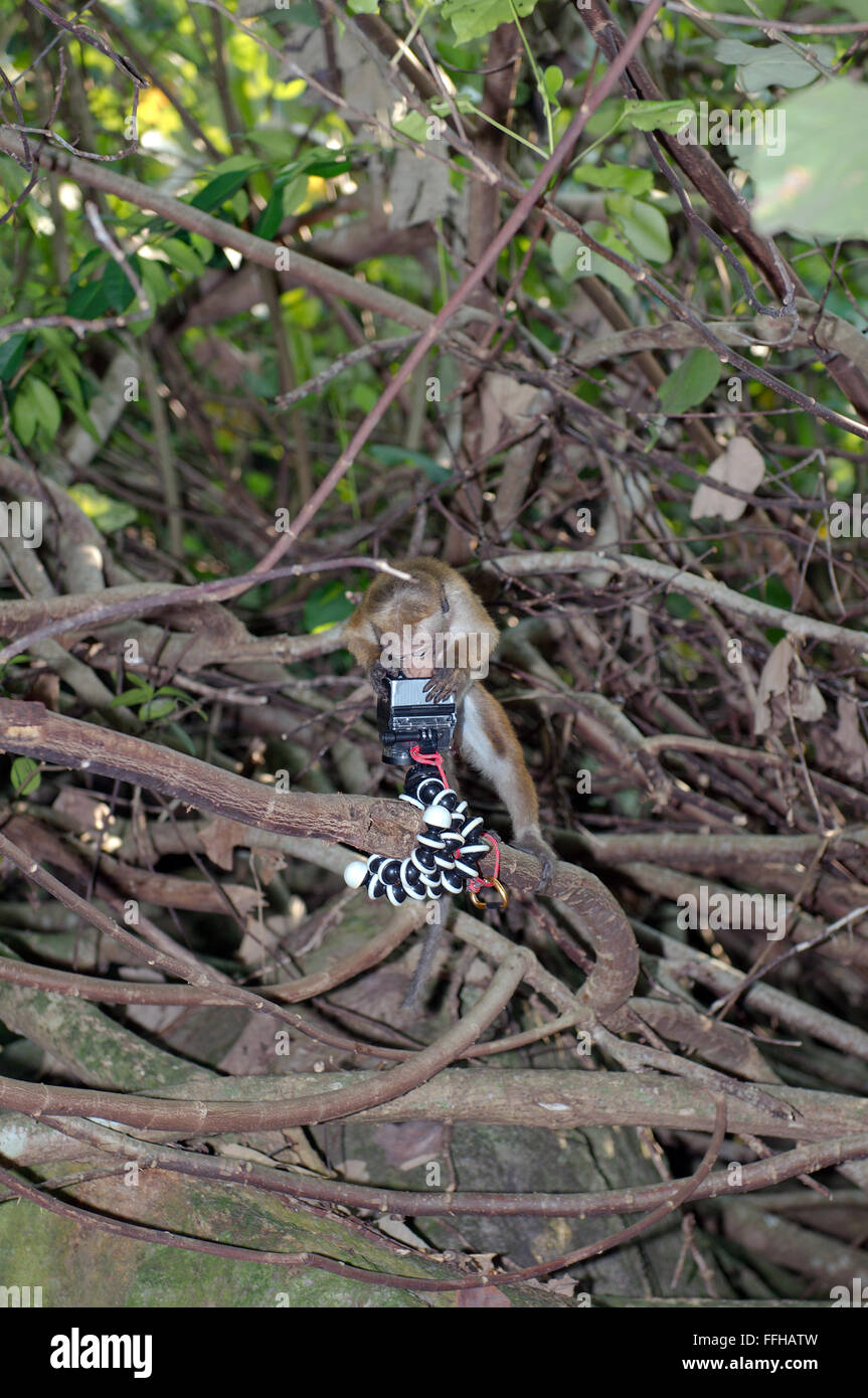 Giovani, curioso toque macaque (Macaca sinica) guarda nella telecamera - endemica in Sri Lanka, Hikkaduwa, Sri Lanka, Sud Asia Foto Stock