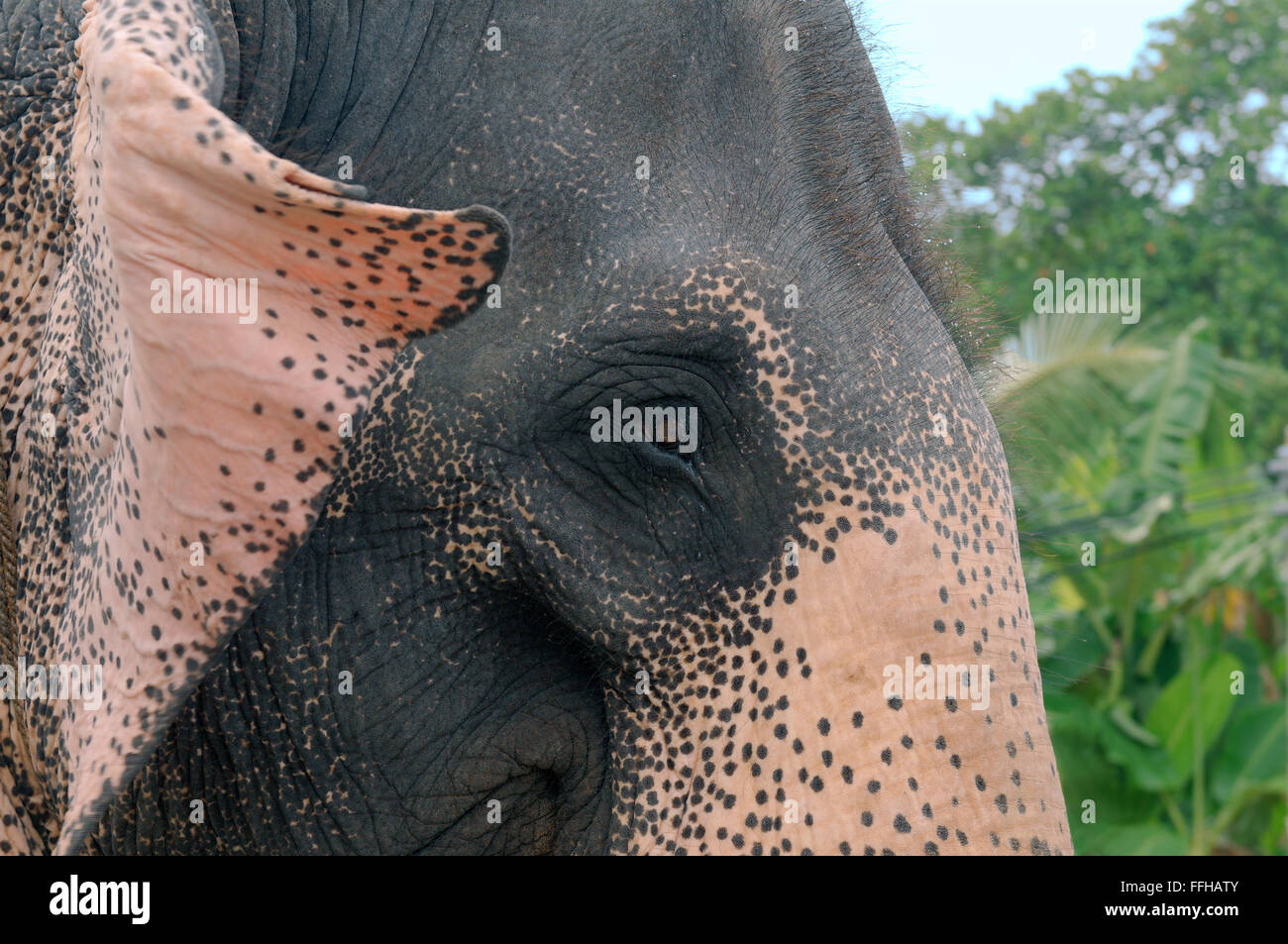 Ritratto elefante indiano, elefante asiatico o elefante Asiatico (Elephas maximus), Hikkaduwa, Sri Lanka, Sud Asia Foto Stock