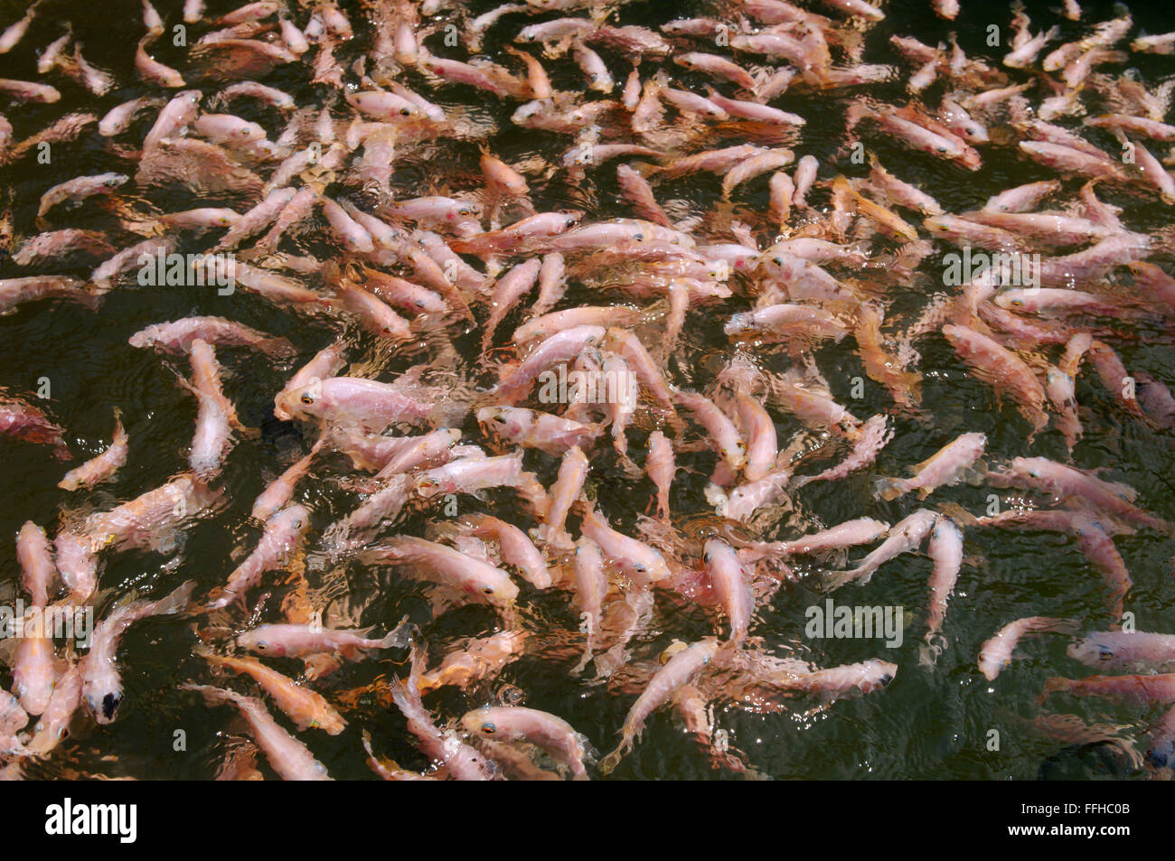 Febbraio 25, 2016 - una grande scuola di pesce Mozambico tilapia (Oreochromis mossambicus) in una laguna di Hikkaduwa river, Hikkaduwa, Sri Lanka, Sud Asia © Andrey Nekrasov/ZUMA filo/ZUMAPRESS.com/Alamy Live News Foto Stock