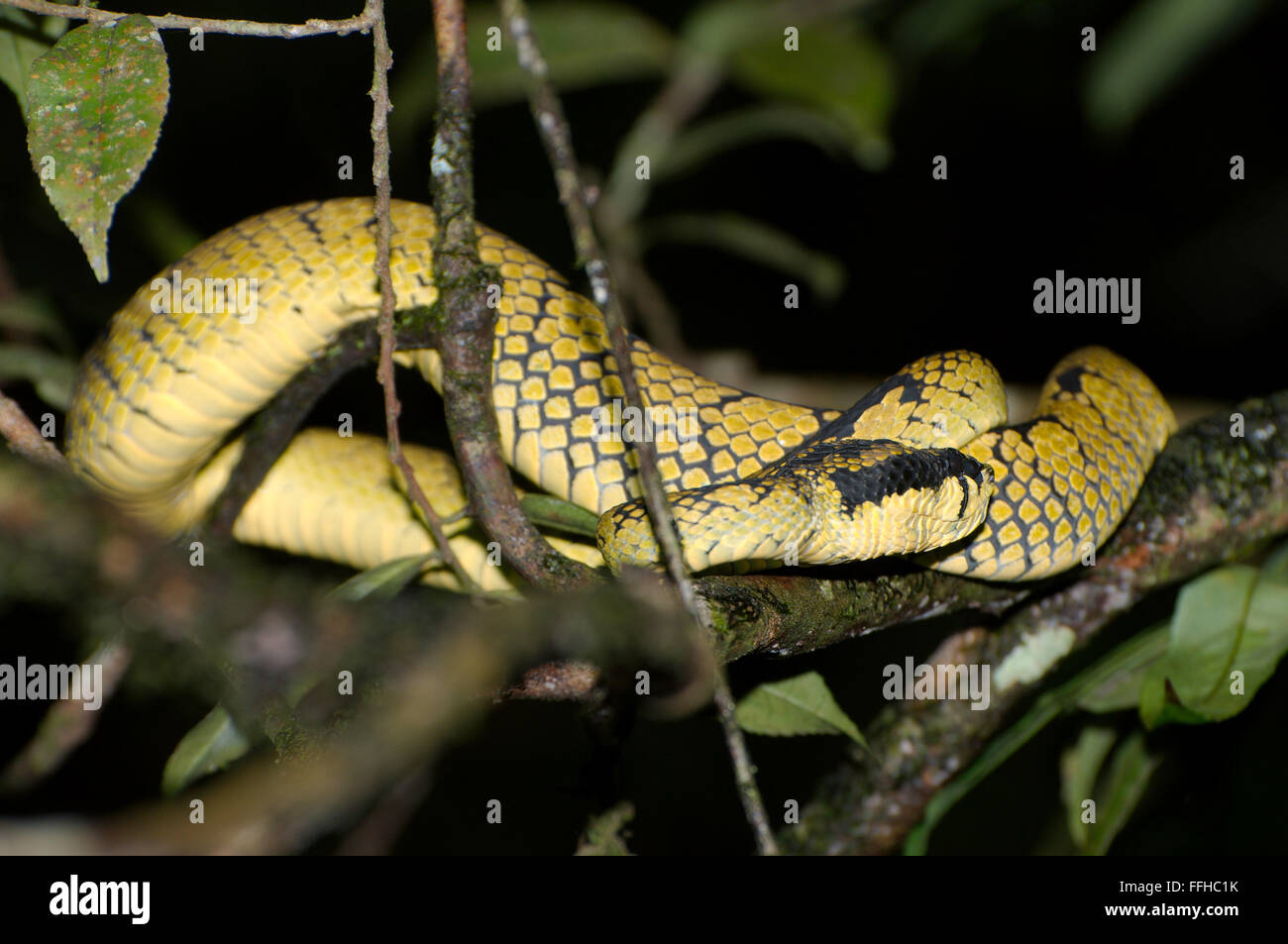 3 marzo 2016 - Sri Lanka rattlesnakes, Ceylon rattlesnakes, Sri Lanka pitviper verde o pala polonga (Trimeresurus trigonocephalus) in appoggio sui rami di alberi - endemica in Sri Lanka, riserva forestale di Sinharaja, parco nazionale, Sinharaja, Sri Lanka, Sud Asia. © Andrey Nekrasov/ZUMA filo/ZUMAPRESS.com/Alamy Live News Foto Stock