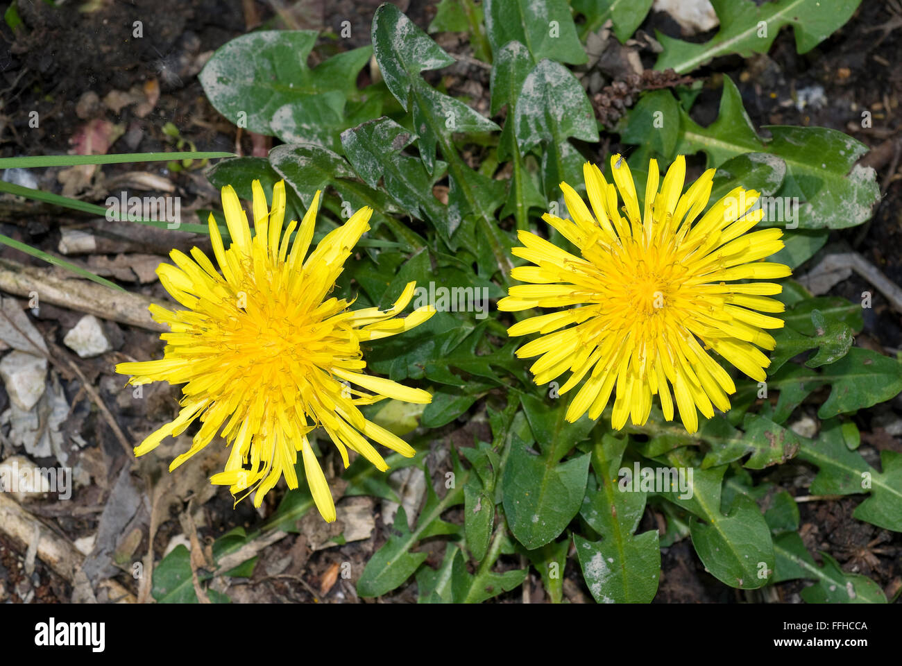Tarassaco in fiore (Taraxacum officinale) Foto Stock
