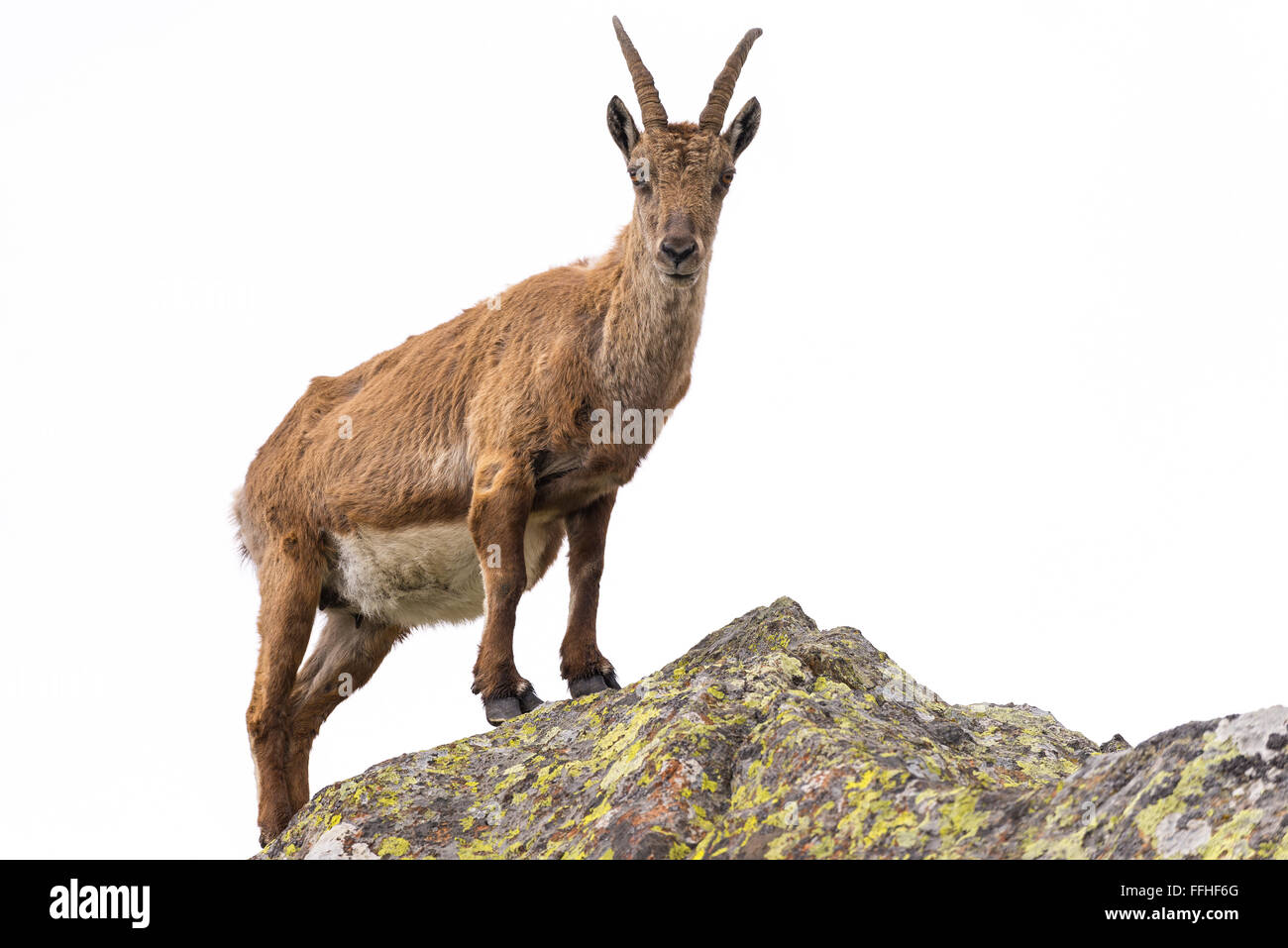 Vista frontale di un stambecco (Capra ibex) appollaiato sulla roccia e guardando la telecamera, isolato su sfondo bianco. Foto Stock