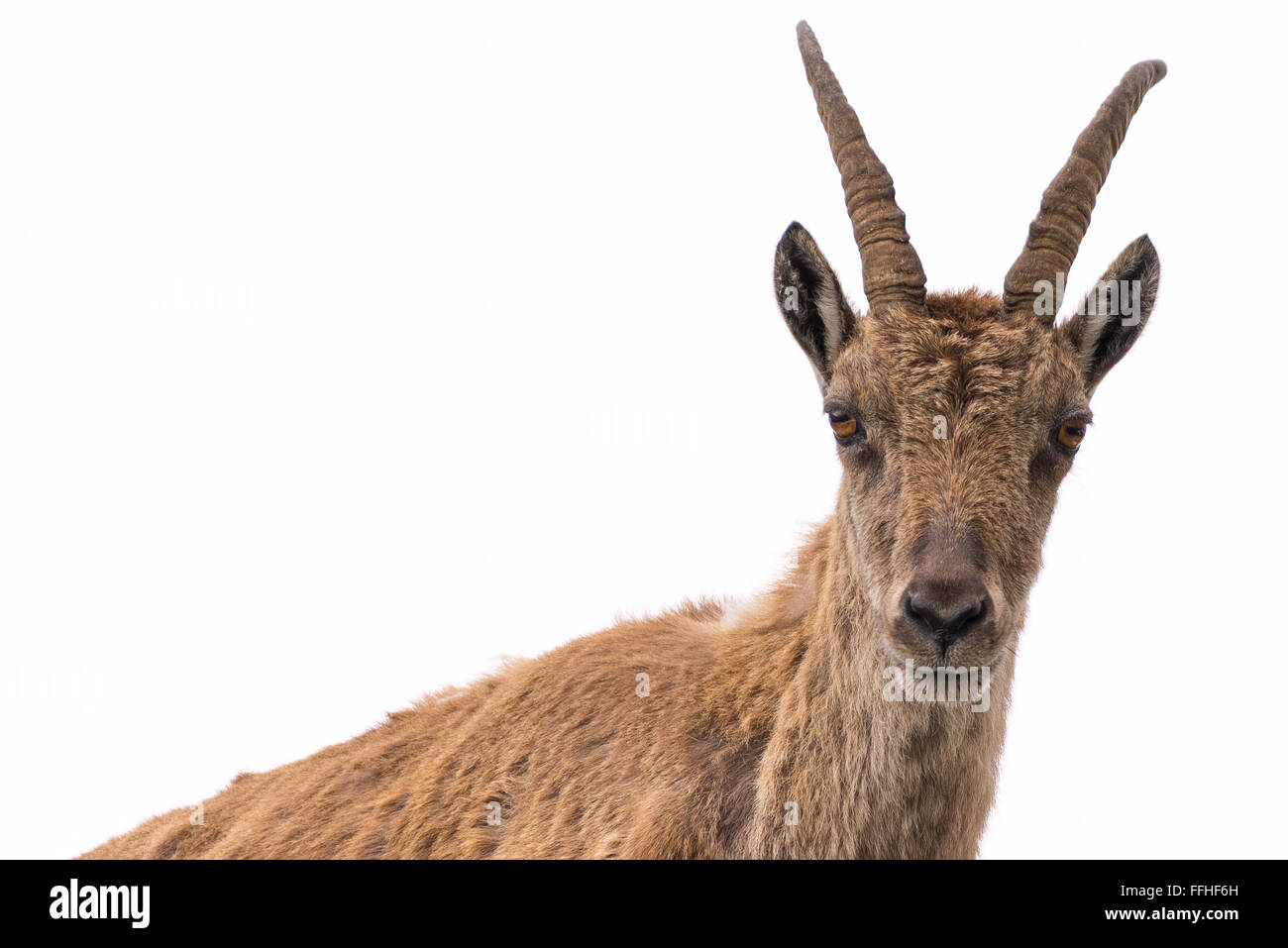 Davanti alla cintura e la vista di uno stambecco (Capra ibex) guardando la telecamera, isolato su sfondo bianco. Foto Stock