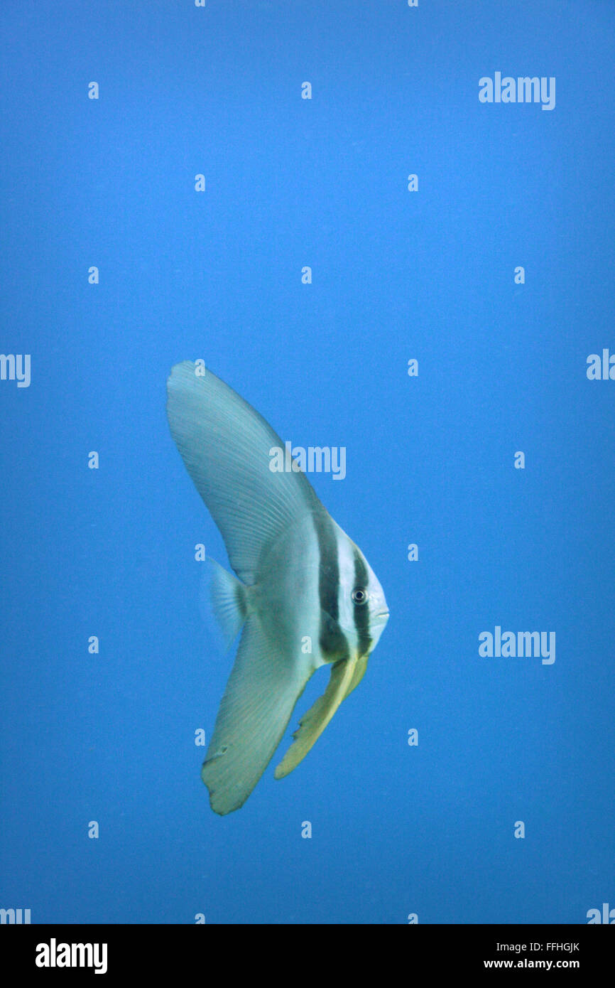Juvenille Baby Longfin Batfish - Platax teira Foto Stock