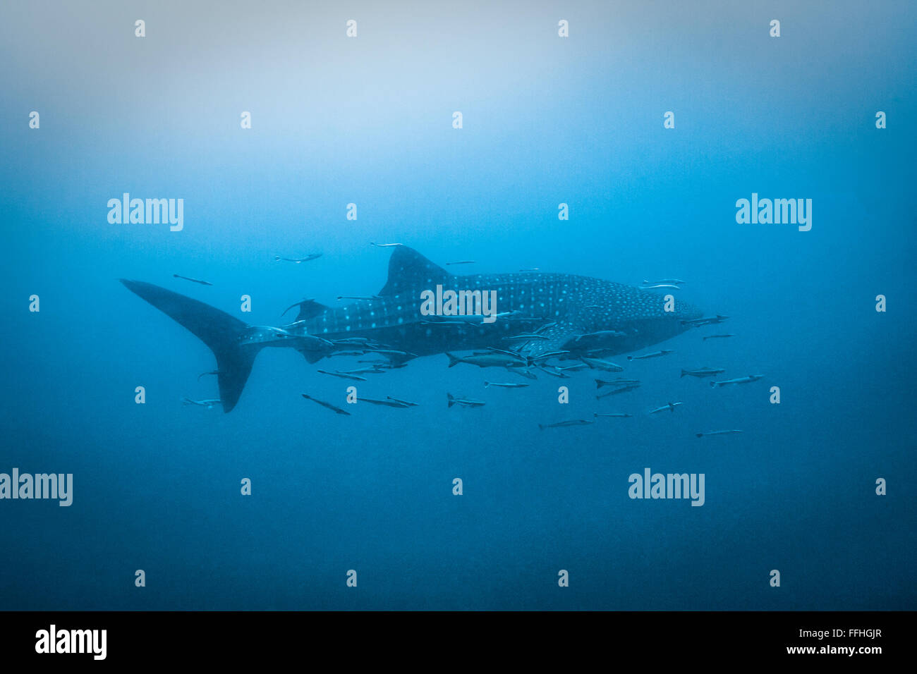 Whaleshark acqua blu - Rhincodon typus Foto Stock