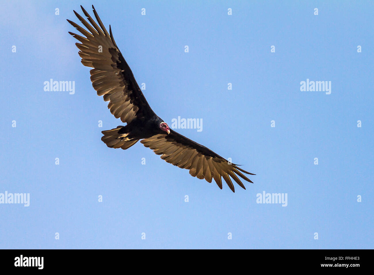 La Turchia vulture (Cathartes aura) In volo Santarem in Brasile Foto Stock