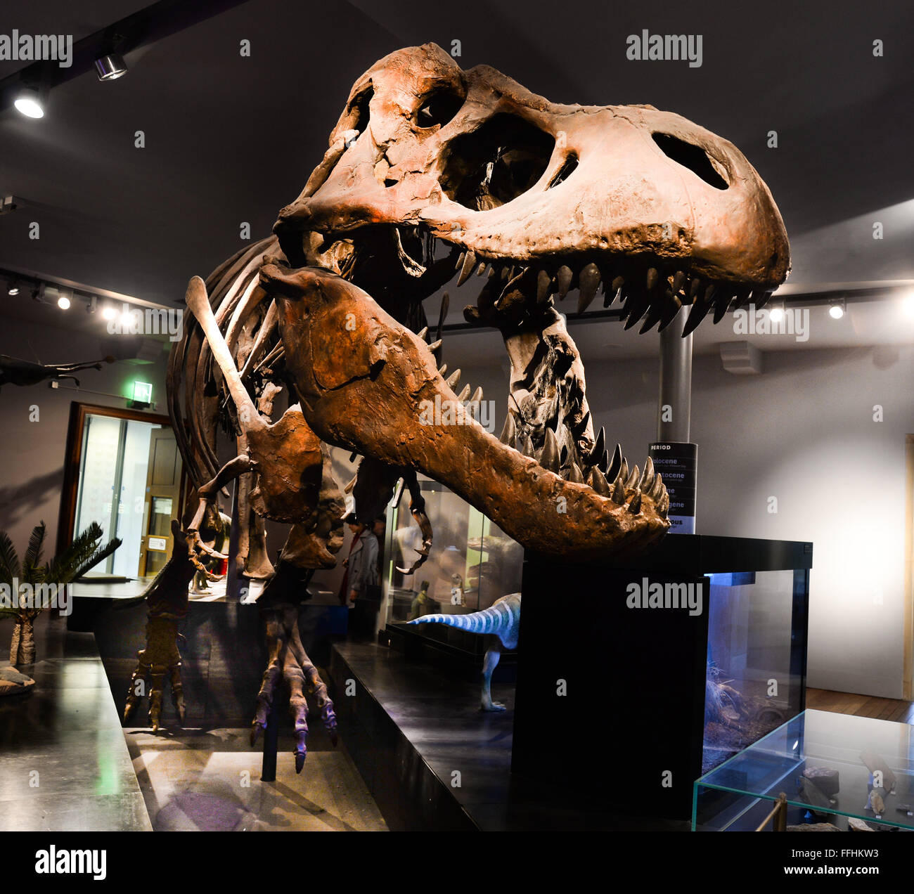 Tirannosauro Rex scheletro replica presso il grande museo del Nord: Hancock in Newcastle upon Tyne Foto Stock