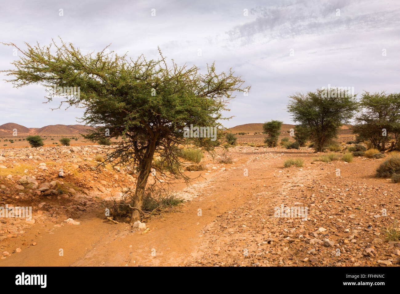 Acacia nel deserto del Sahara Foto Stock