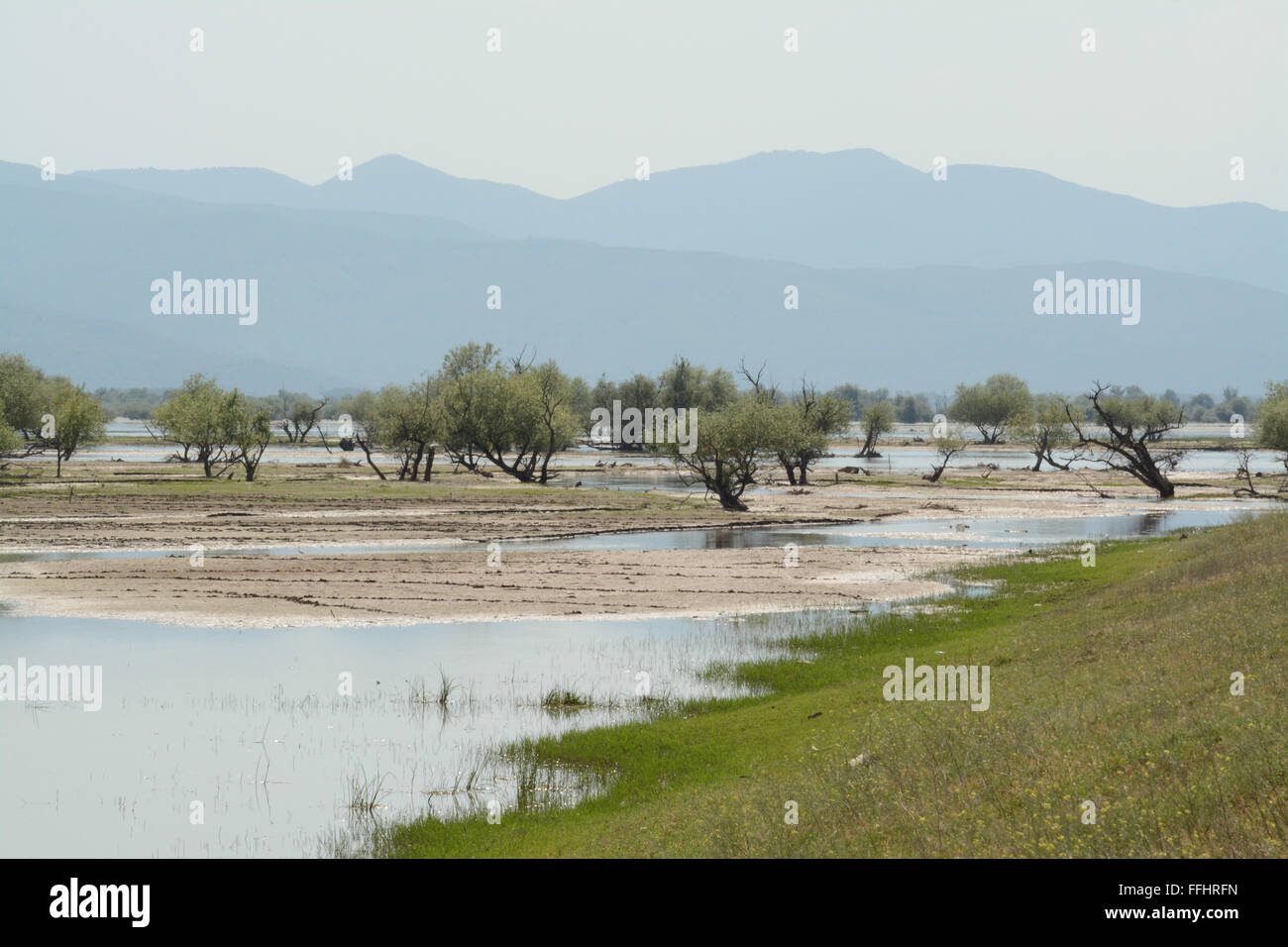 Foresta allagata paesaggio presso il lago di Kerkini nella Grecia settentrionale Foto Stock