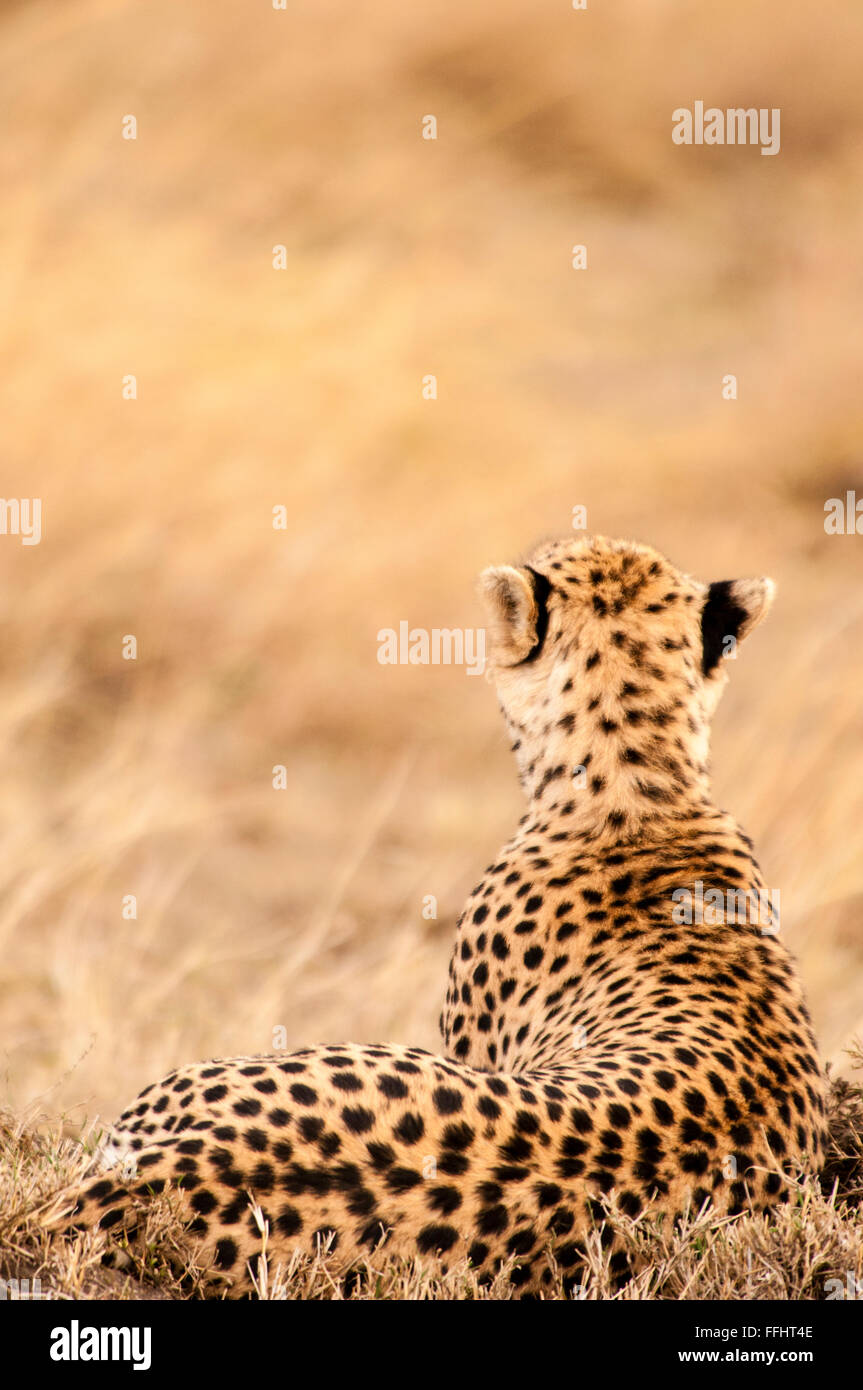 Vista posteriore di un adulto, ghepardo Acinonyx jubatus, sdraiato, in cerca di preda, il Masai Mara riserva nazionale, Kenya, Africa Foto Stock