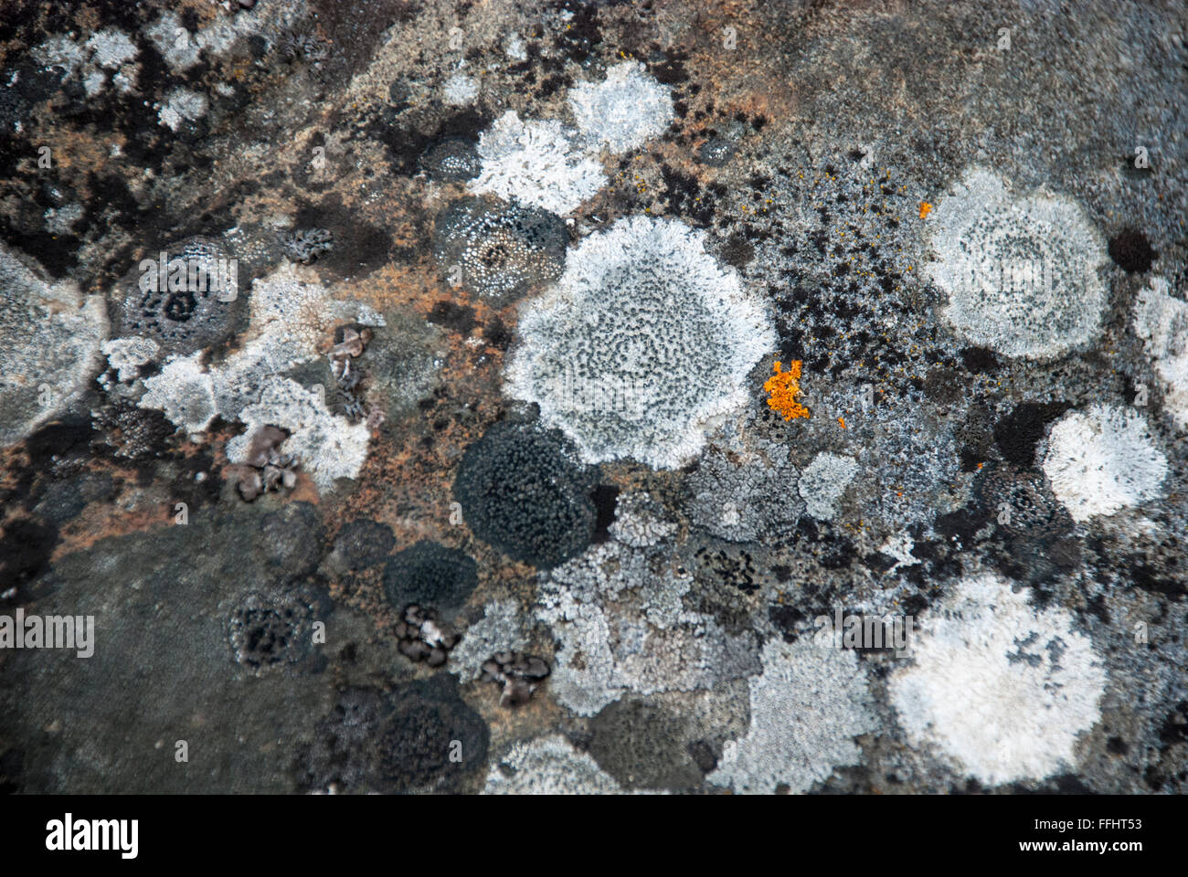 Grigio e bianco lichene rock con una macchia di colore arancione gioiello Rock Lichen, Caloplaca saxicola, Krossfjord, arcipelago delle Svalbard, Norvegia Foto Stock