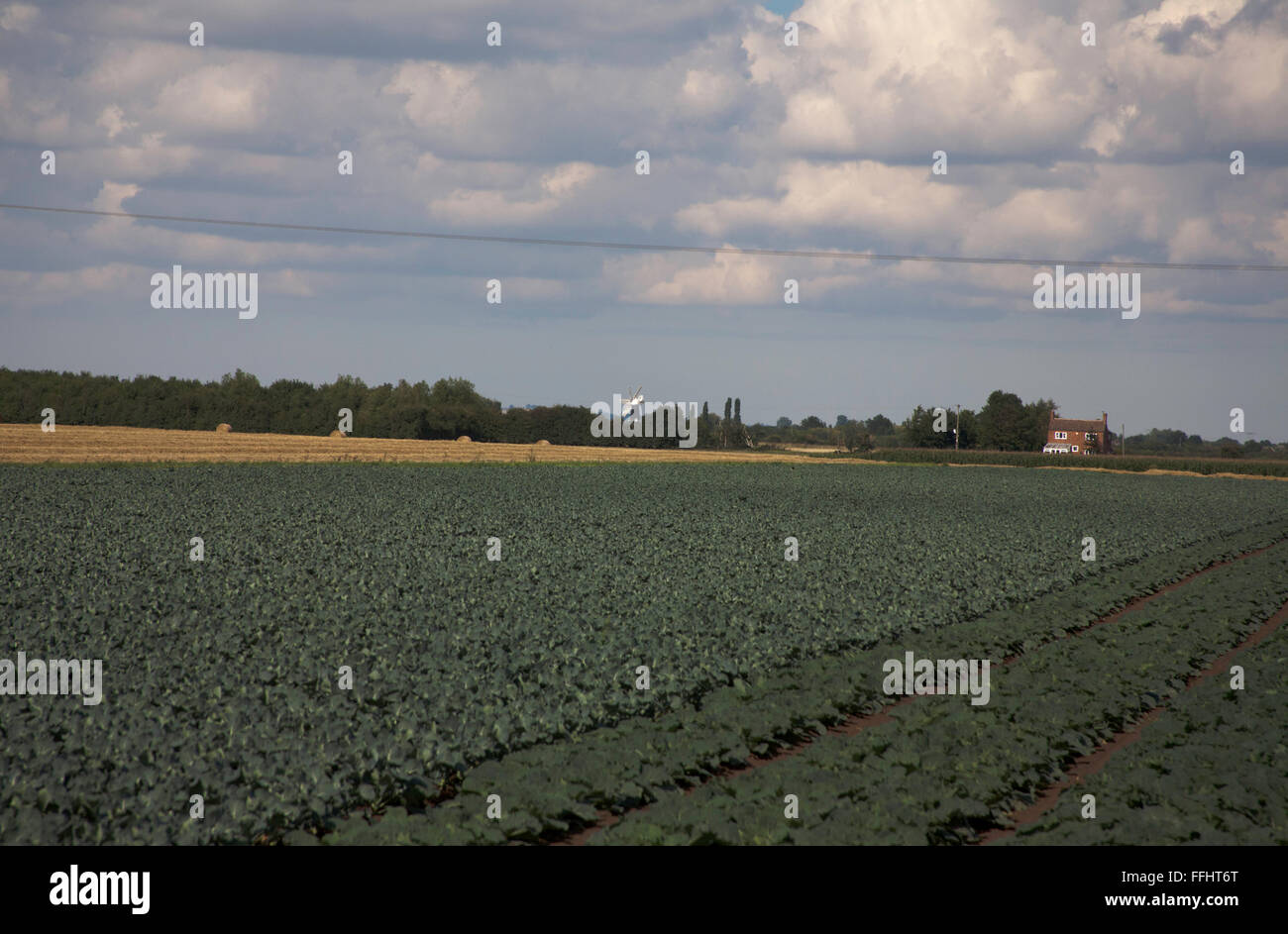 Cumulus cloud passando attraverso un campo di cavolo cappuccio nell'appartamento fen terreno vicino a Boston Lincolnshire Inghilterra Foto Stock