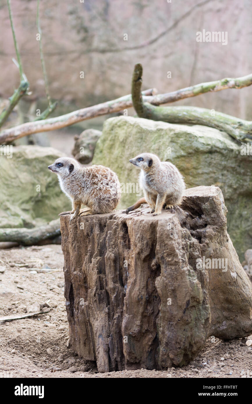 Meerkats sul look out Foto Stock