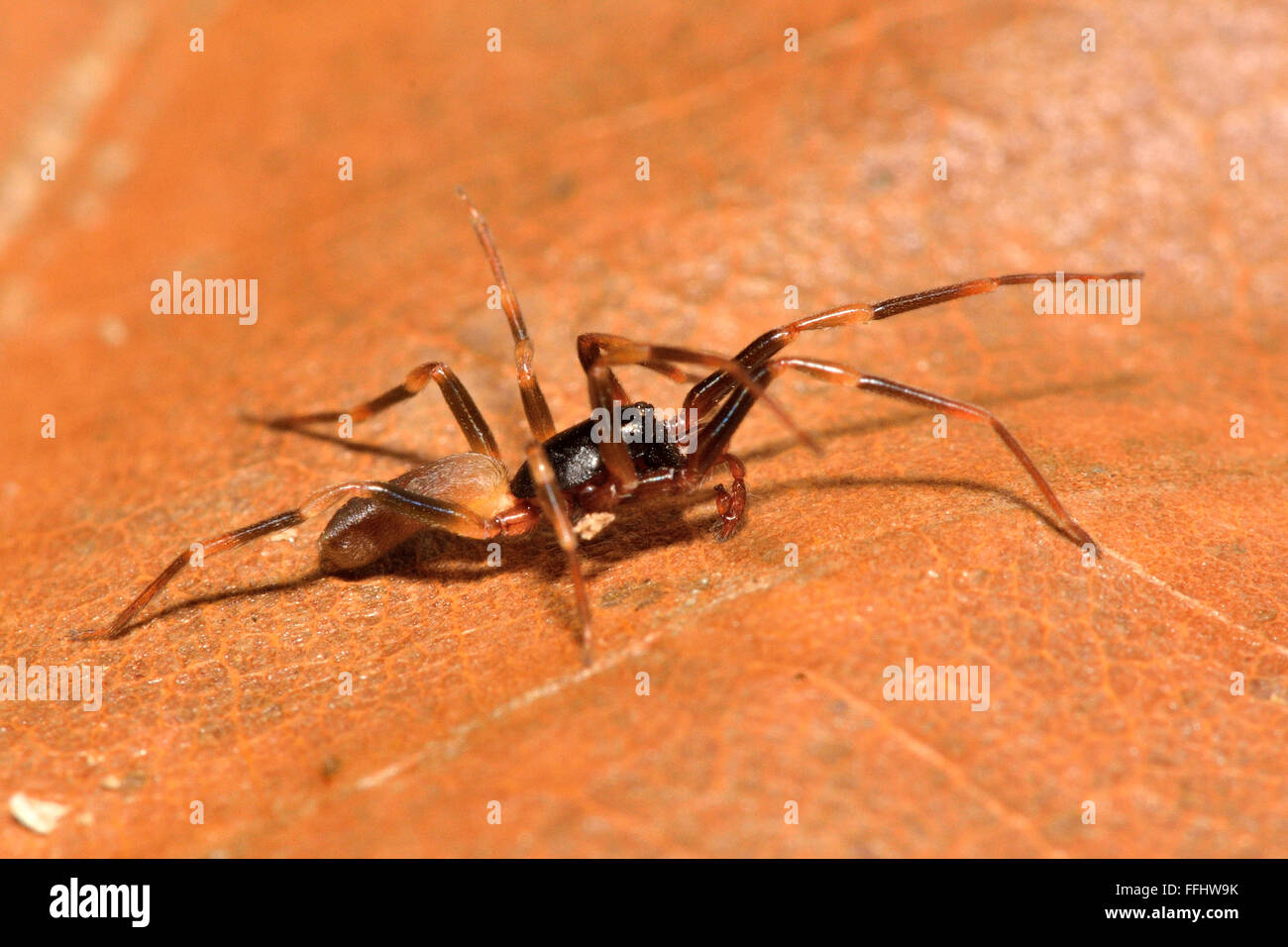 Harpactea hombergi spider sulla foglia. Un segno distintivo di ragno in famiglia Dysderidae, camminando attraverso una foglia morta Foto Stock