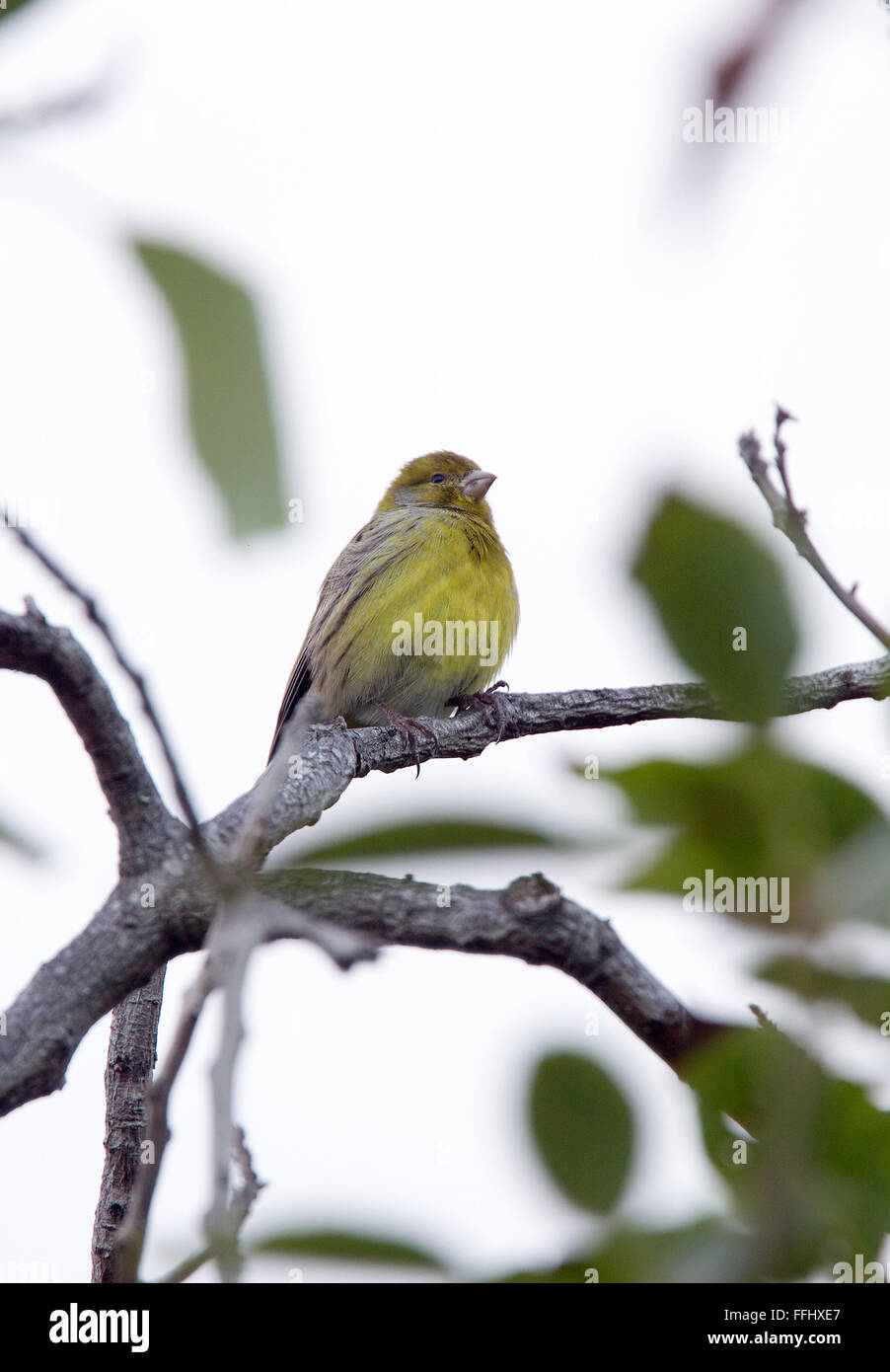 Atlantico (Canarie Serinus canaria), maschio, arroccato, Tenerife, Isole Canarie, Spagna. Foto Stock