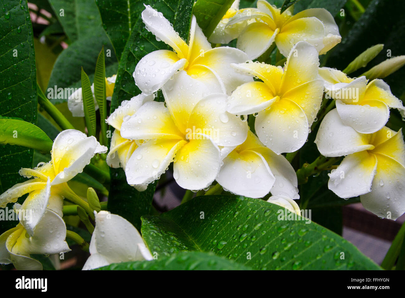 Il Frangipani o Plumeria fiore in gocce di acqua dopo la pioggia. Fiori tradizionali di cultura Hawaiiana, Figi, Bali, Laos, Tailandia. St Foto Stock