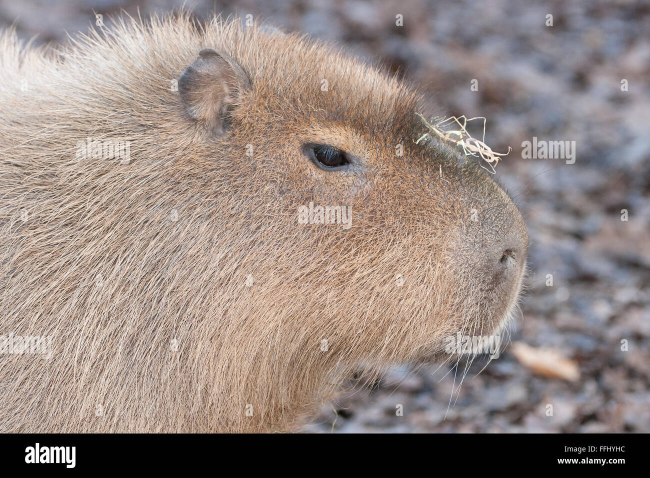 Capibara - portriat di questo intelligente semi-mammifero acquatici Foto Stock