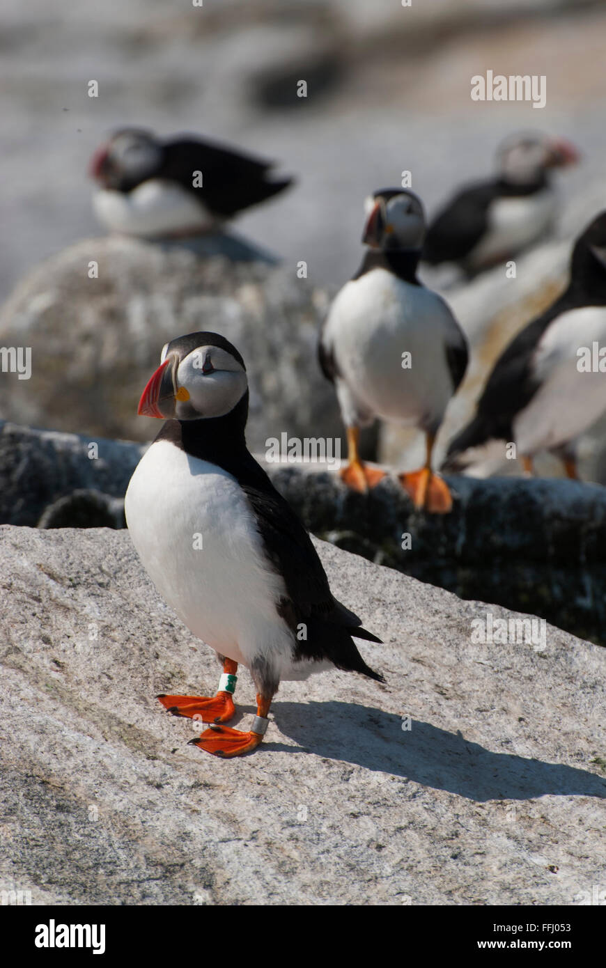 Due atlantic pulcinelle di mare (fratercula arctica) in guardia per difendere i loro nidi durante la stagione di riproduzione su un isola nel nord del Maine. Foto Stock