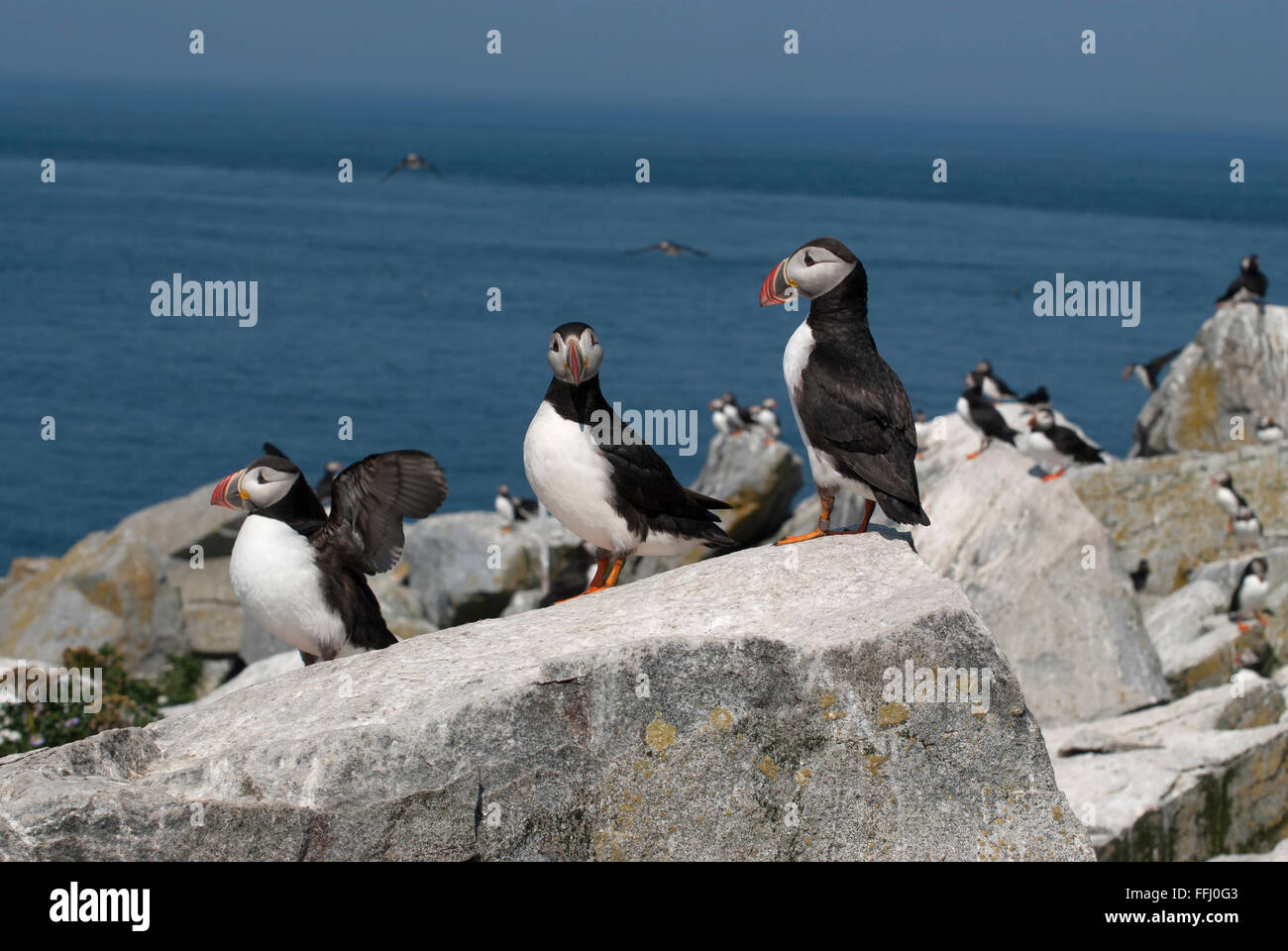 Tre Atlantic i puffini proteggendo le loro zone di nidificazione durante la stagione riproduttiva sulla guarnizione Machias isola al largo della costa nord del Maine. Foto Stock