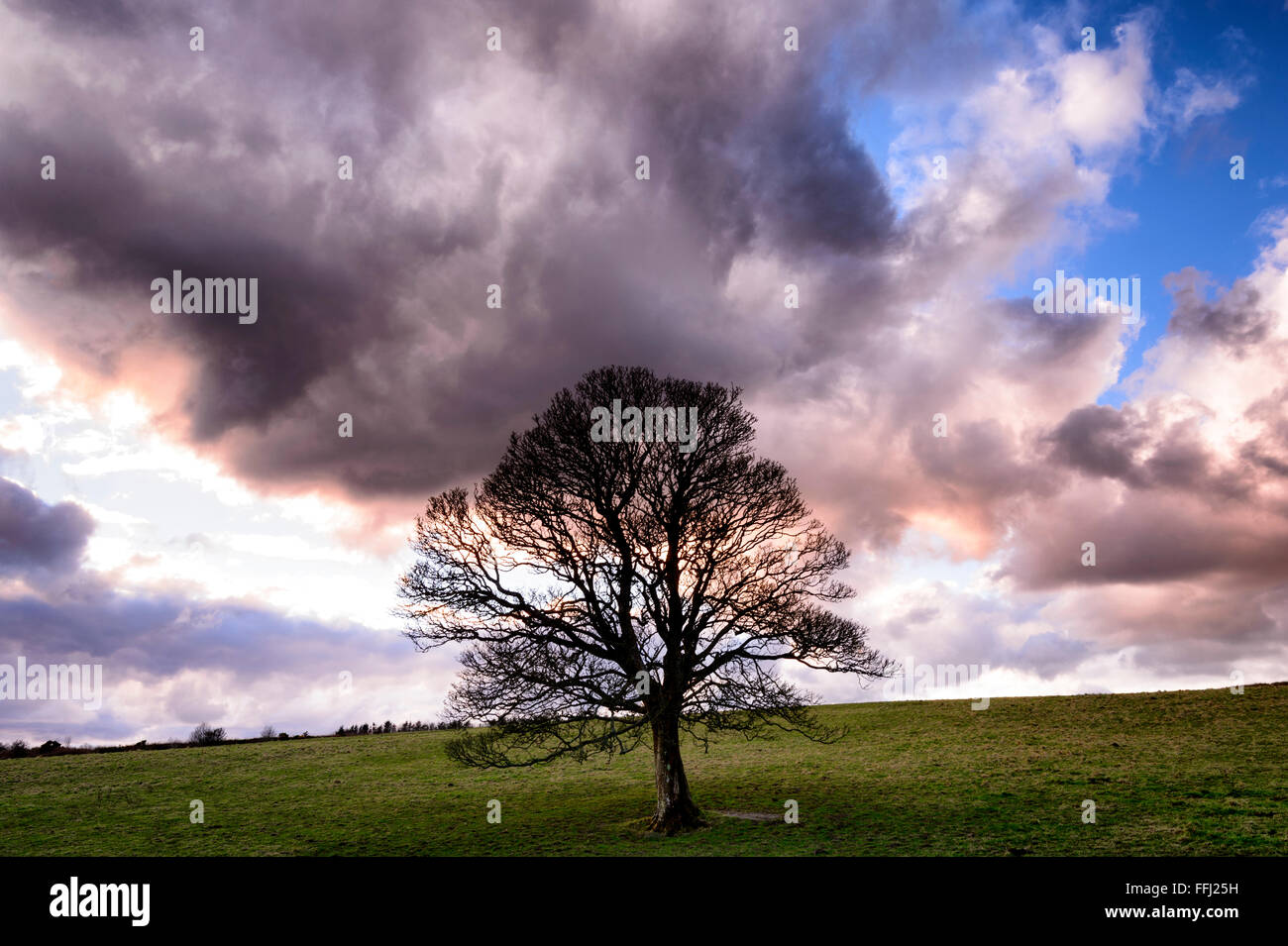 Il lone tree in vasti campi al serbatoio Clypse Onchan Isle of Man, in una fredda sera di febbraio Foto Stock
