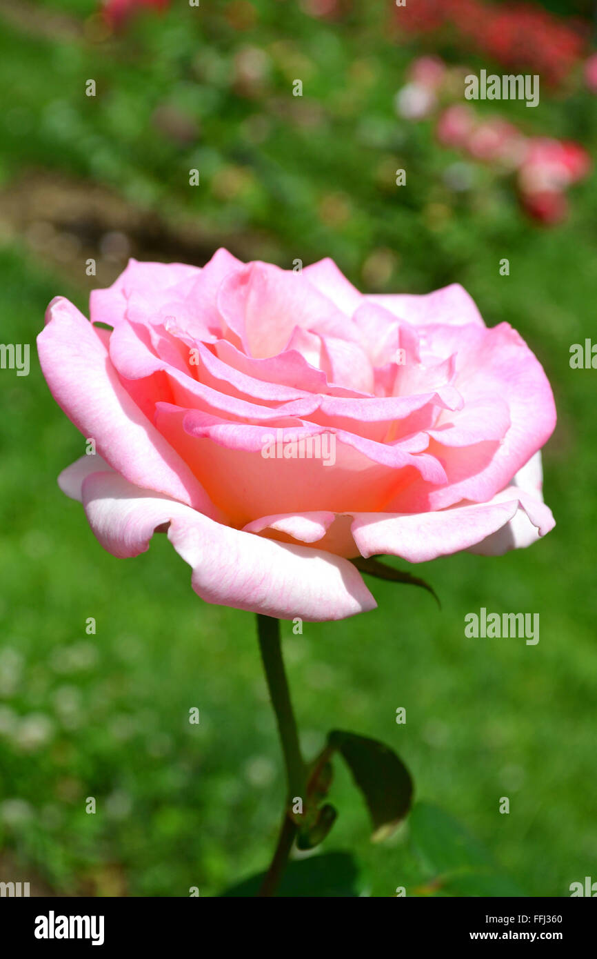 Piuttosto lunga di gambi di Rose Foto Stock