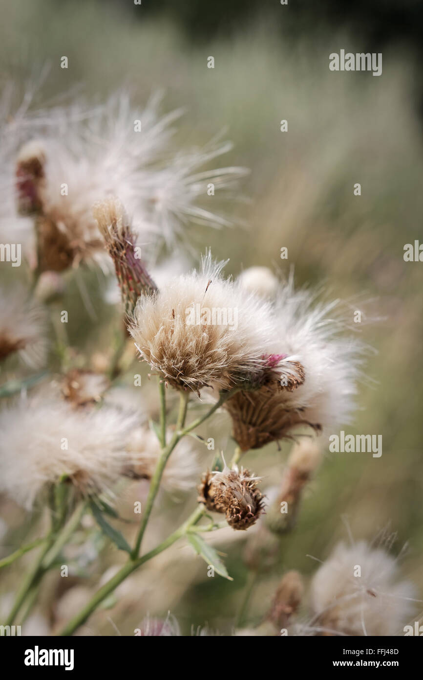 Cirsium arvense è una specie di fiori Cirsium, nativo di tutta Europa e Asia settentrionale. Nome inglese sono creeping thistle. Foto Stock