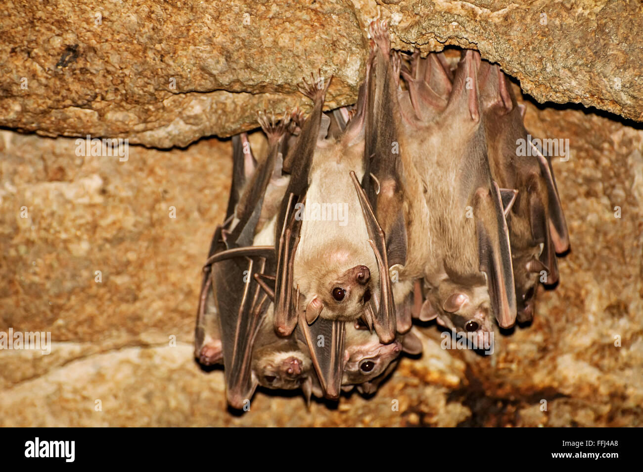 Egiziano pipistrelli della frutta Foto Stock