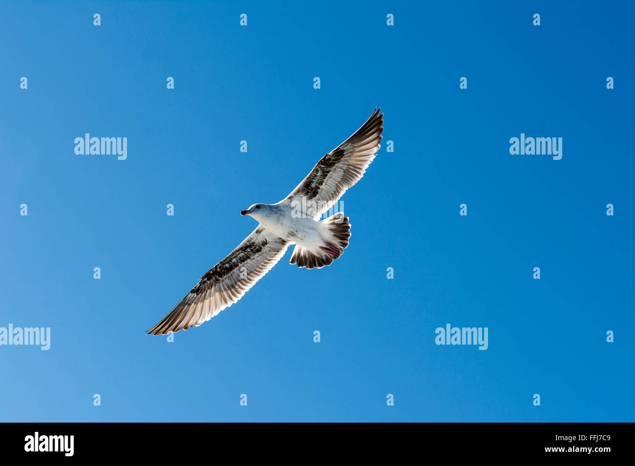 Un gabbiano si diffonde le sue ali come esso scivola senza sforzo attraverso un cielo blu Foto Stock