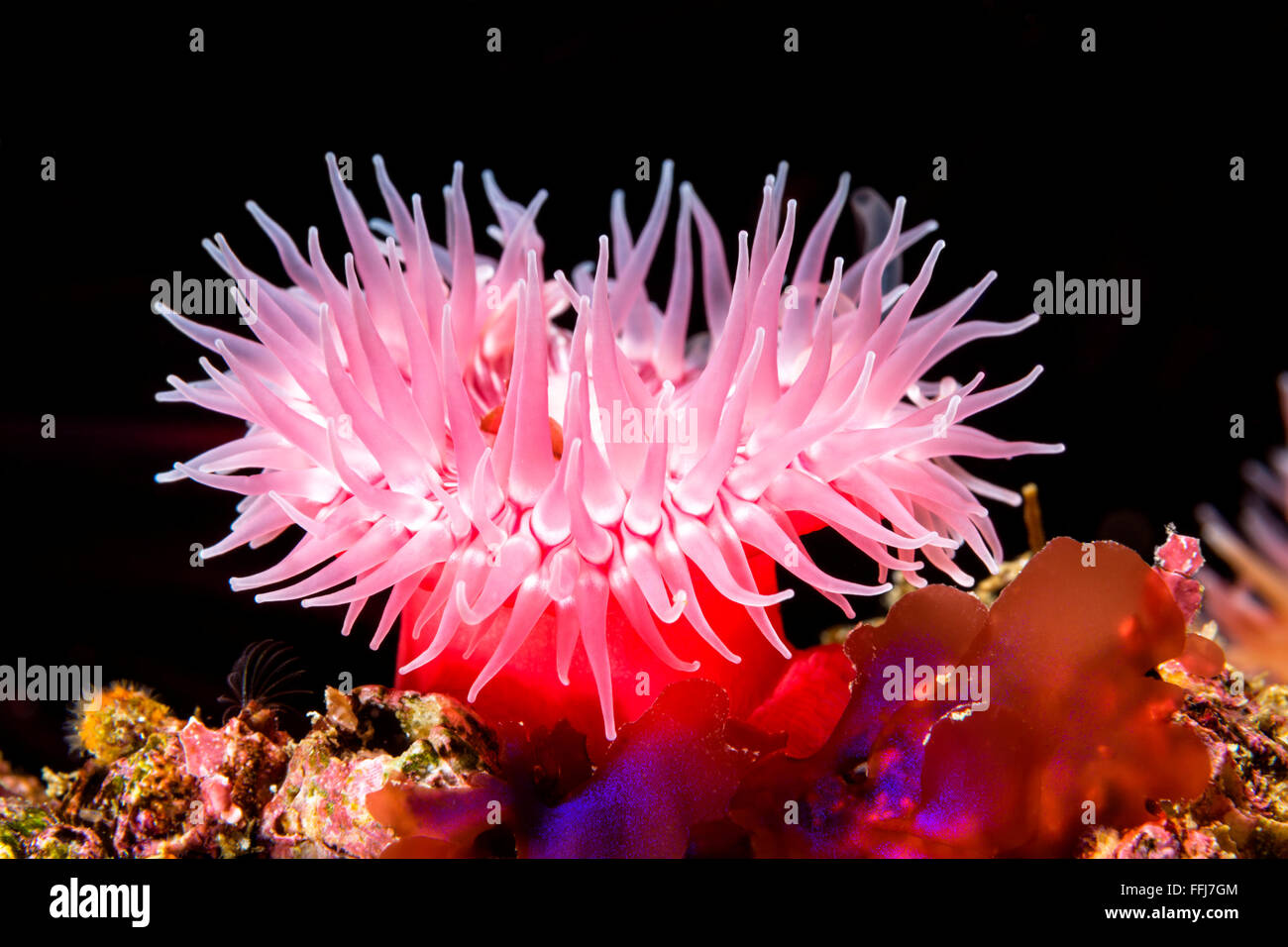 Un rosso anemone marittimo attaccato ad un reef ha i suoi tentacoli estesi a prendere il cibo come il plancton microscopico deriva da con il wate Foto Stock
