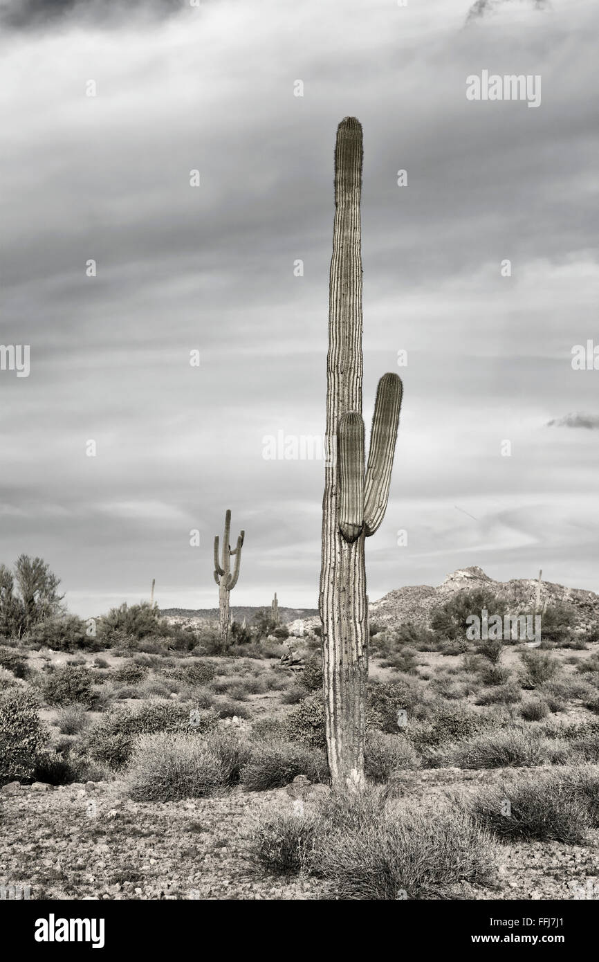 L' immagine di un cactus Saguaro alla superstizione deserto in Arizona mostra il dettaglio robusto di un asciutto, arido deserto Foto Stock