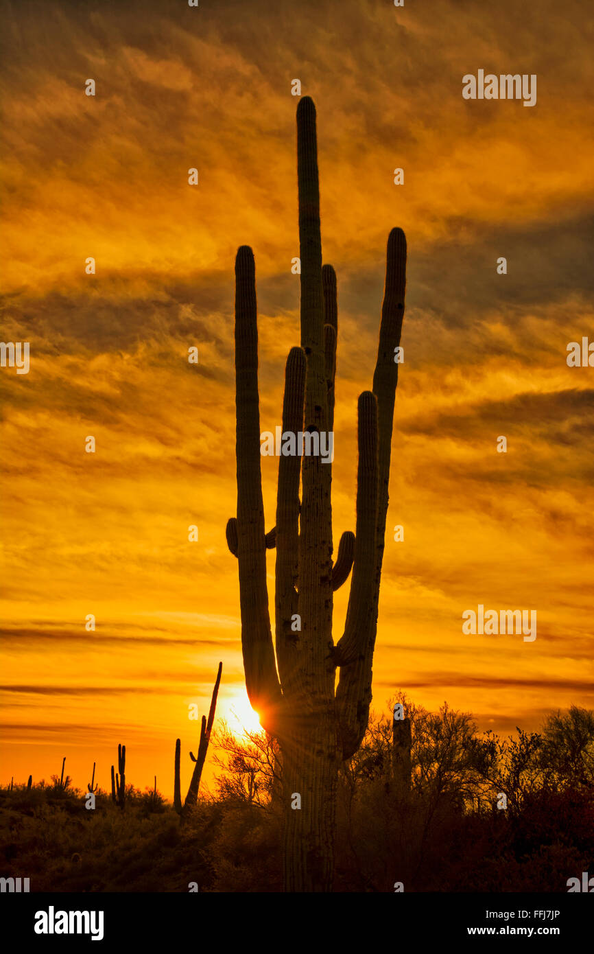 L' immagine di un cactus Saguaro durante il tramonto a superstizione deserto in Arizona mostra il dettaglio robusto di un asciutto, arido deserto Foto Stock