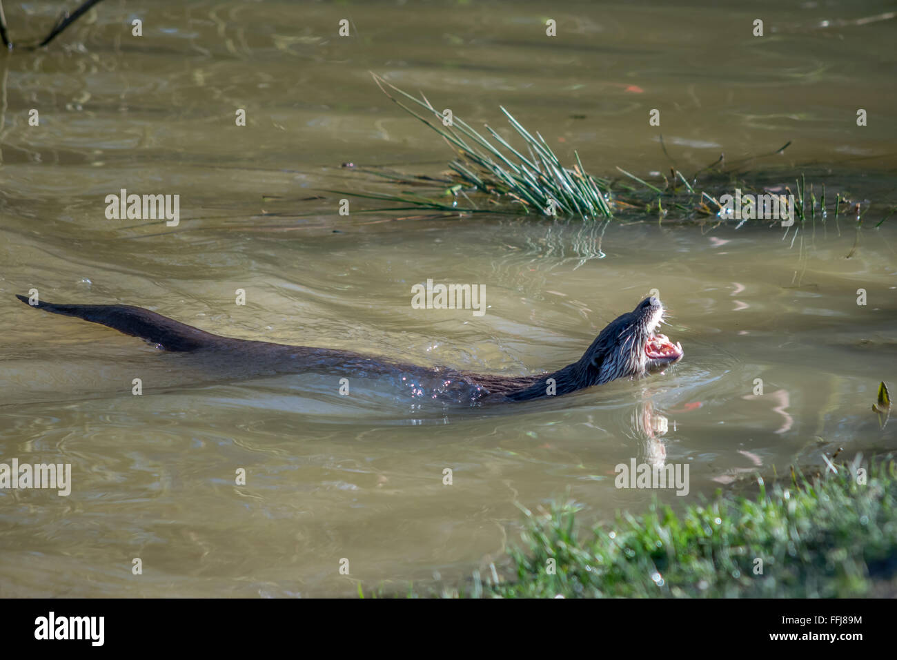 Lontra eurasiatica (Lutra lutra) in habitat naturali Foto Stock