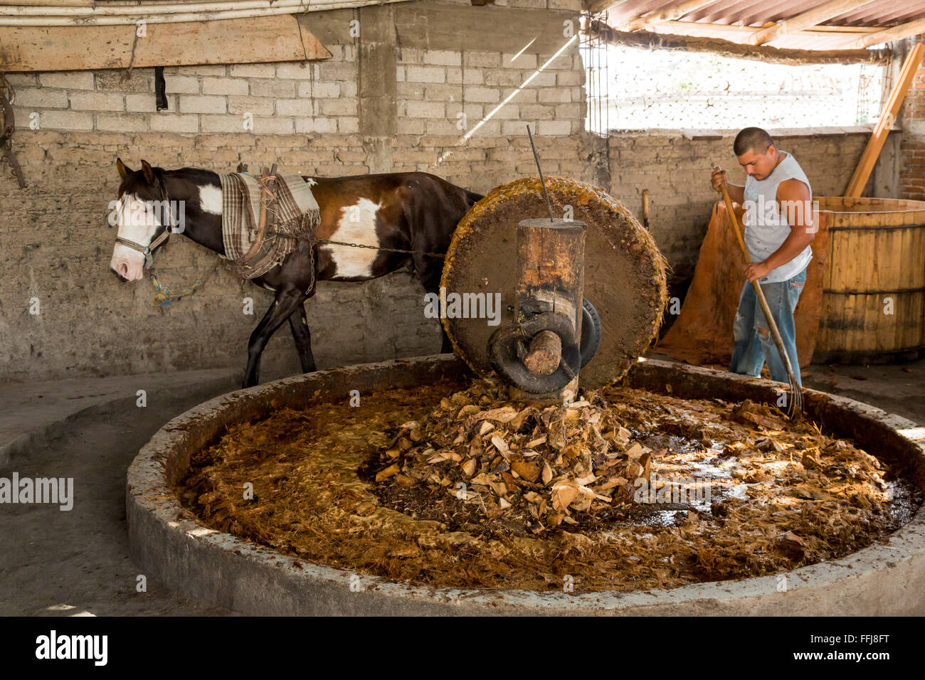 Santiago Matatlán, Oaxaca, Messico - un cavallo tira una pietra per schiacciare il maguey pianta ad un mezcal distilleria. Foto Stock