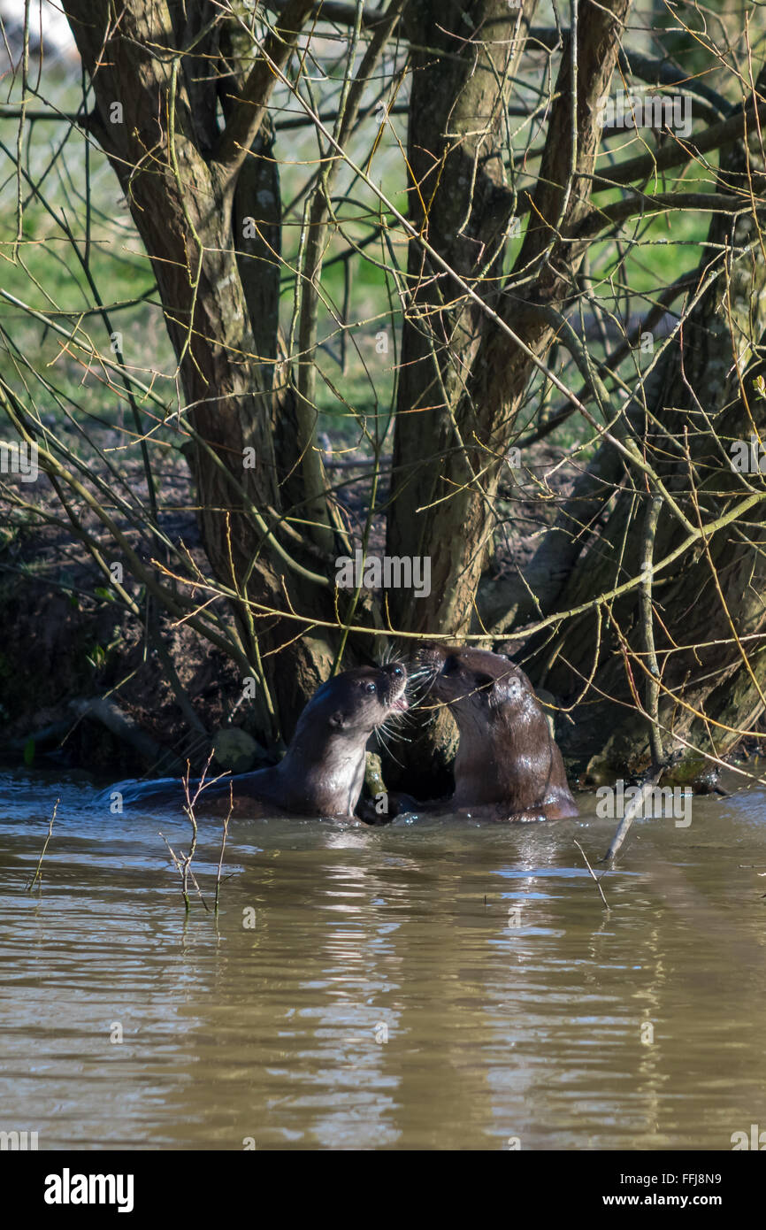 Lontra eurasiatica (Lutra lutra) in habitat naturali Foto Stock