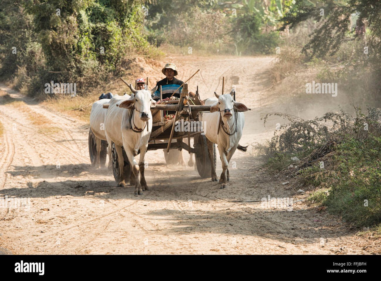 Carri bestiame, ancora il principale mezzo di viaggio in Birmania rurale, Stato Chin Stato, Myanmar Foto Stock