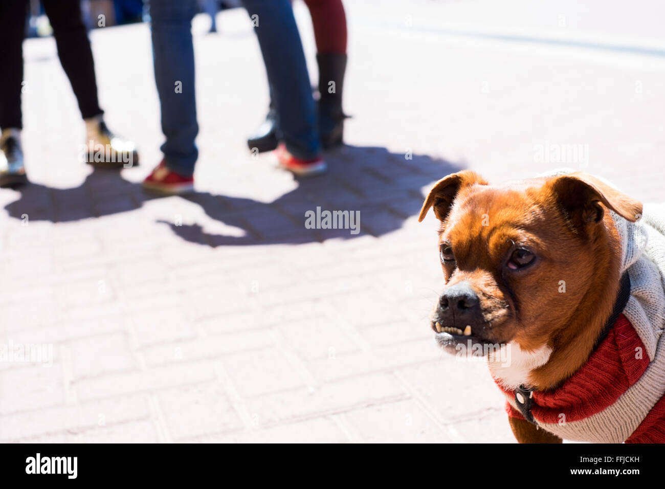 Immagini del cane in Buenos Aires 2015 (Philipp Hympendahl) Foto Stock