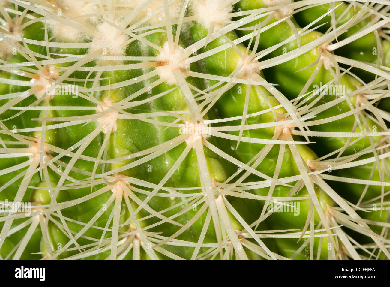 Dettagli della curva affilata spine di un Echinocactus grusonii cactus. Foto Stock