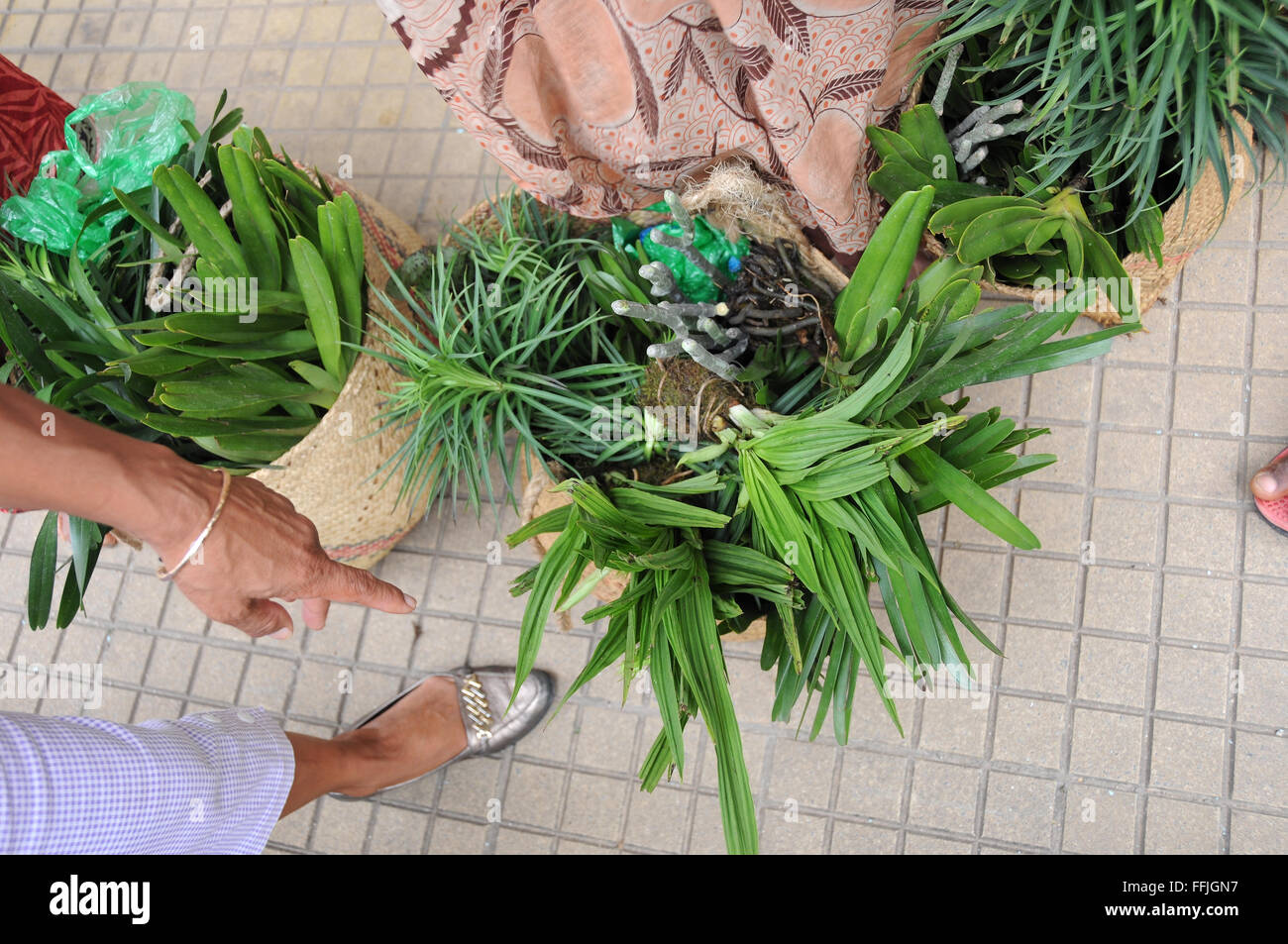 Orchidee selvatiche e altre piante selvatiche essendo venduto per strada in Madagascar. Foto Stock
