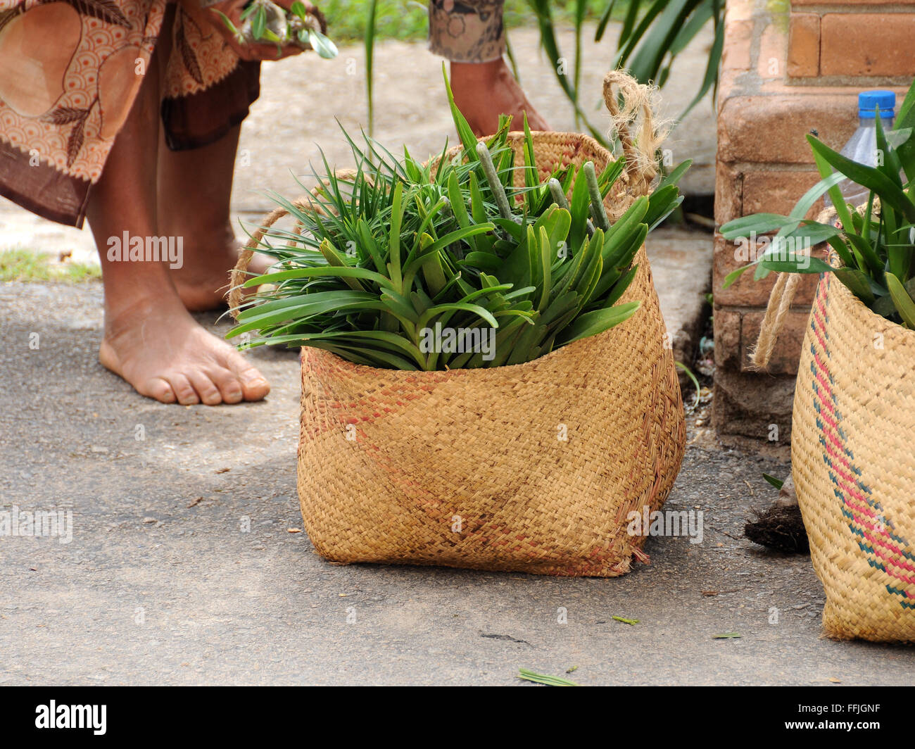 Orchidee selvatiche essendo venduto Foto Stock