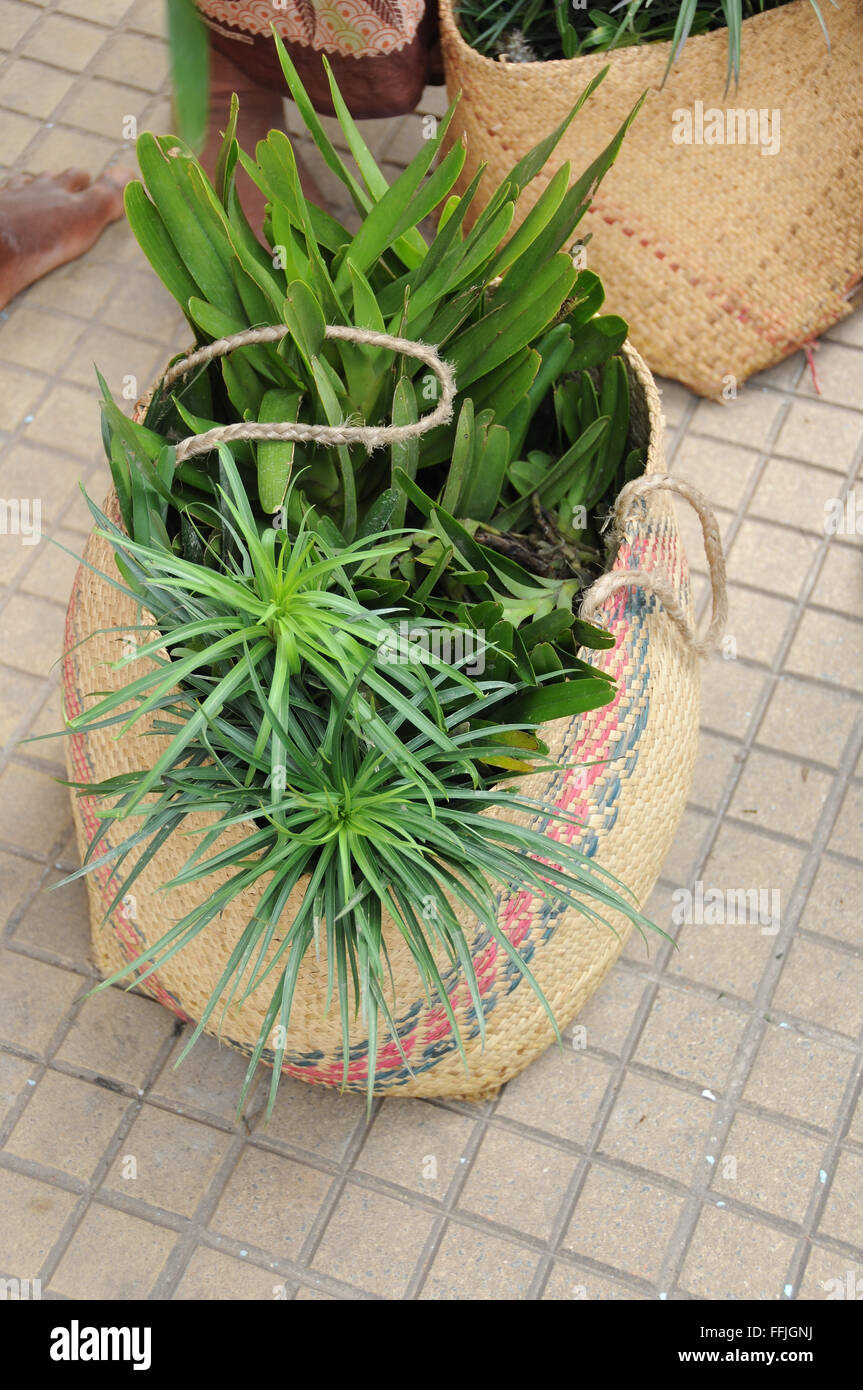 Wild raccolte piante tra cui orchidee essendo venduto per strada in Madagascar Foto Stock