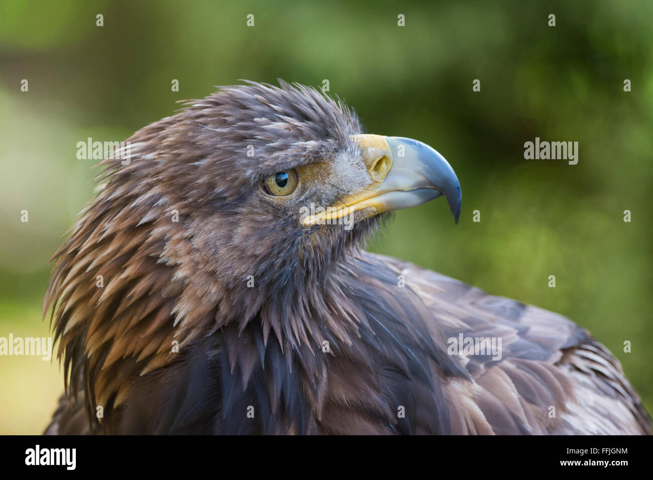 Un colpo di testa di un aquila reale. Foto Stock