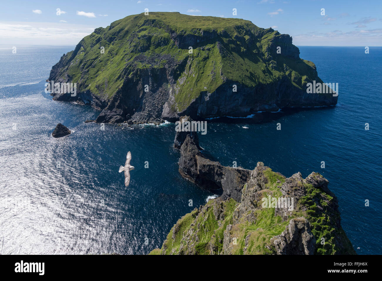 Soay con fulmar soaring su St Kilda in estate sole Foto Stock