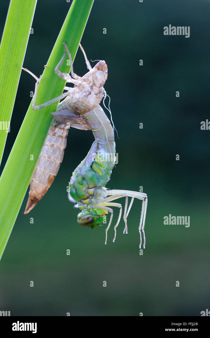 L'imperatore libellula (Anax Imperator) emergente dal caso larvale, appollaiato sulla bandiera gialla iris pettini (Iris pseudacorus), accanto a garde Foto Stock
