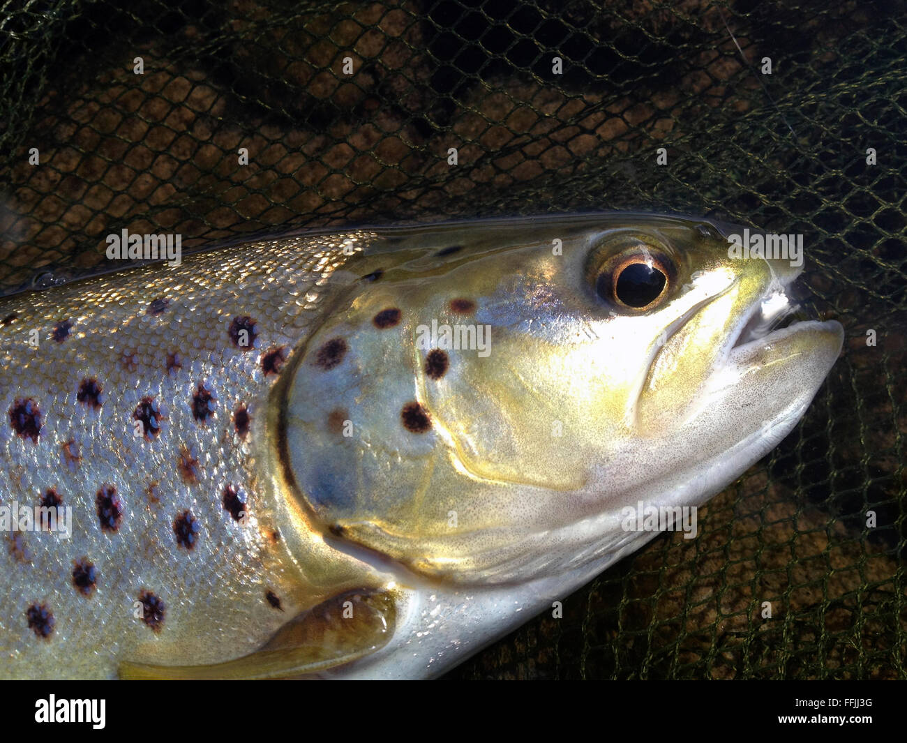 Trote fario selvatiche catturati dal fiume Wye mentre la pesca a mosca alla Warren Hay-on-Wye Powys Wales UK. La pesca ha una regola di cattura e rilascio di ritornare questi pesci selvatici al fiume conservare gli stock ittici per il futuro. Foto Stock