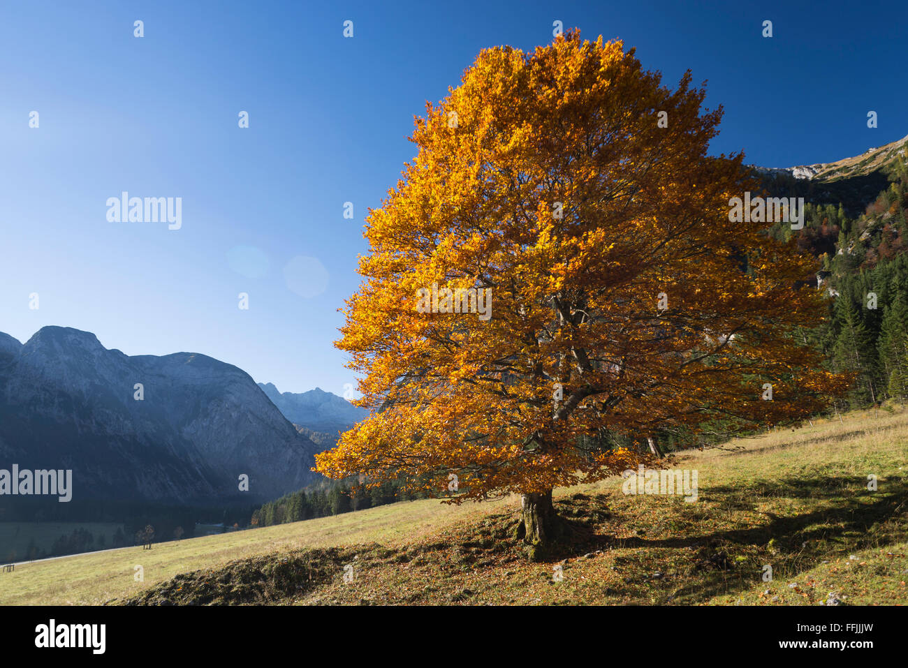 Sicomoro brillante con foglie di autunno in condizioni di luce solare intensa sul Großer Ahornboden in montagne Karwendel, Tirolo, Austria Foto Stock