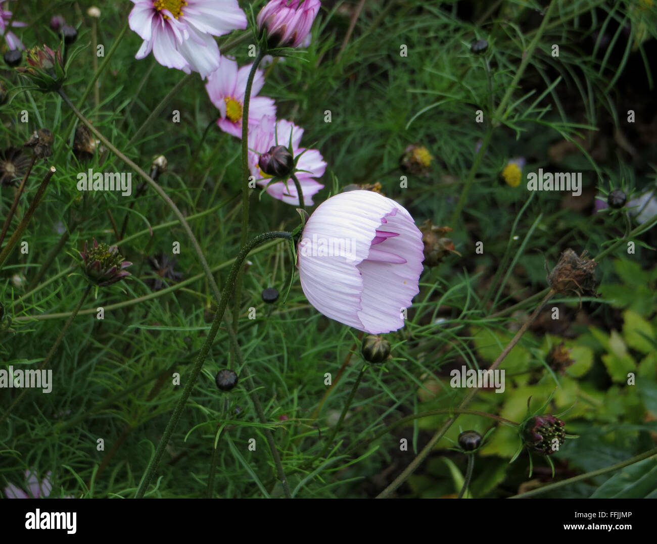 Vista di tre quarti di cosmo fiore (Cosmos bipinnatus 'sweet sedici') fuse con petali esterni Foto Stock